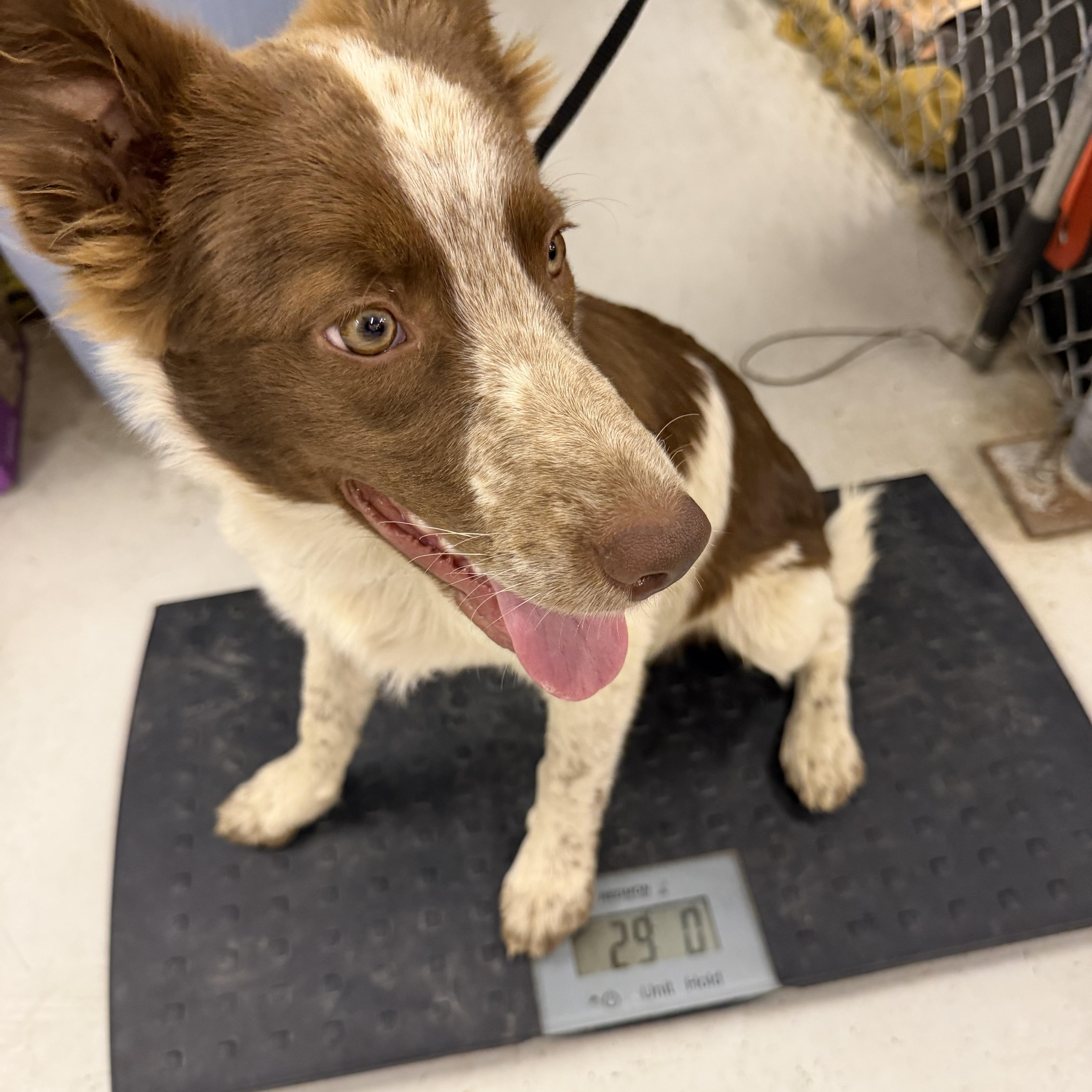 Conner, an adopted Australian Shepherd in Muldrow, OK image 3/5