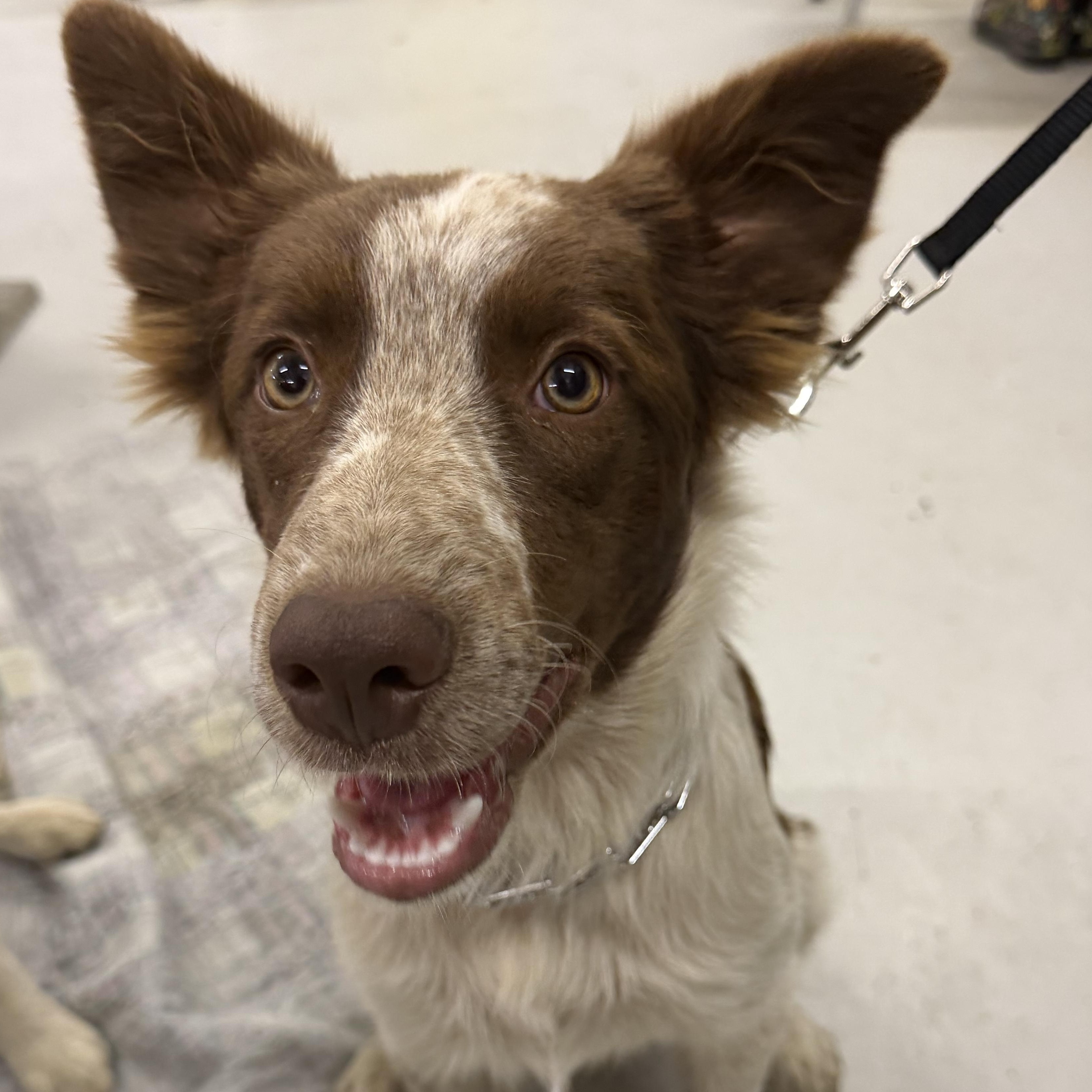 Conner, an adopted Australian Shepherd in Muldrow, OK image 2/5
