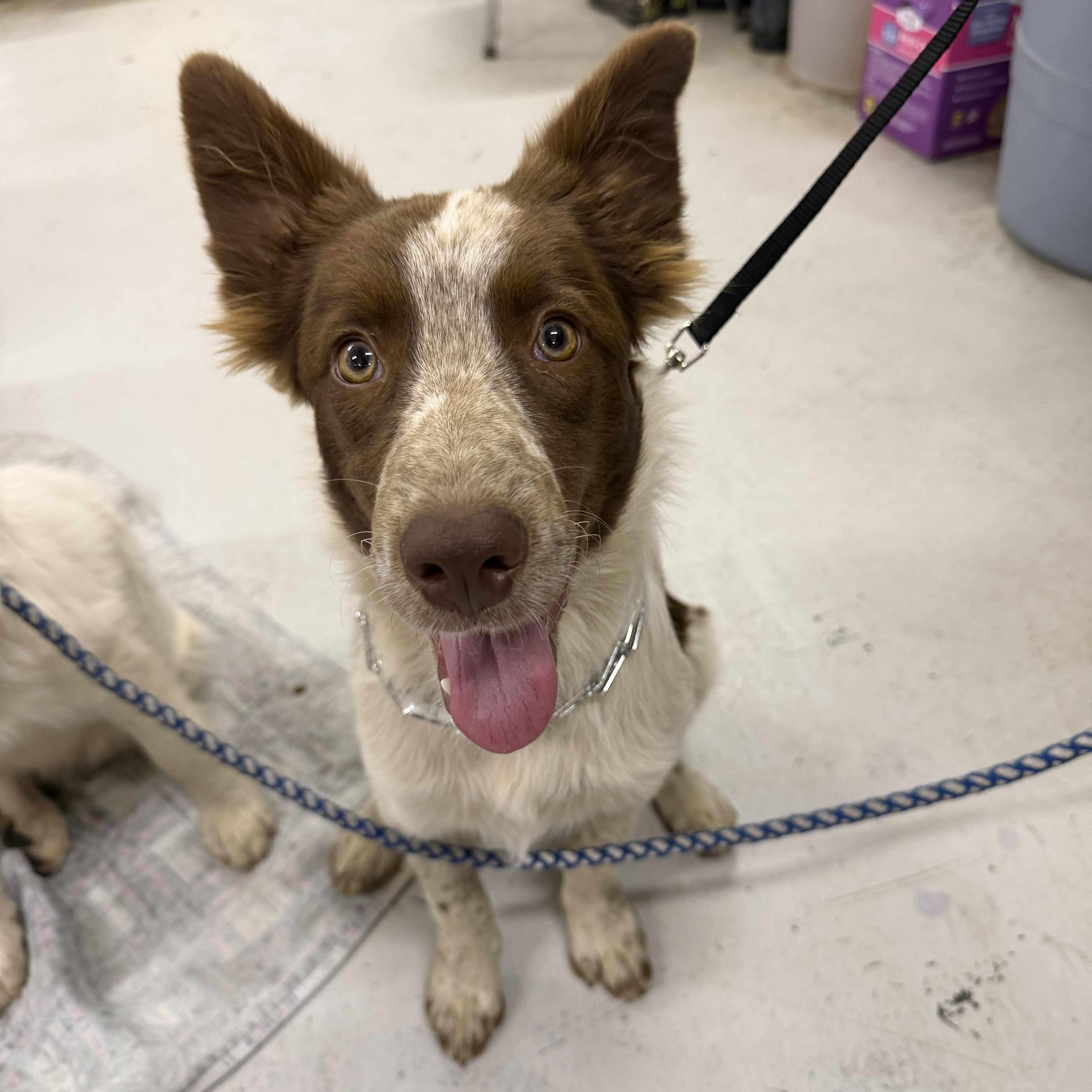 Conner, an adopted Australian Shepherd in Muldrow, OK image 1/5
