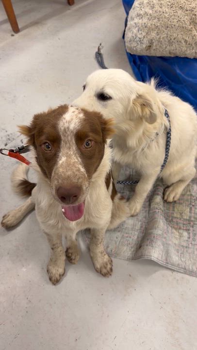Enlarge Conner, an adopted Australian Shepherd in Muldrow, OK video 4/5
