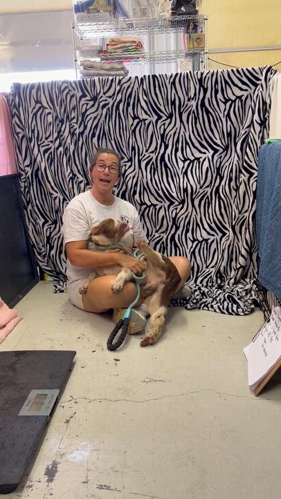 Enlarge Conner, an adopted Australian Shepherd in Muldrow, OK video 5/5