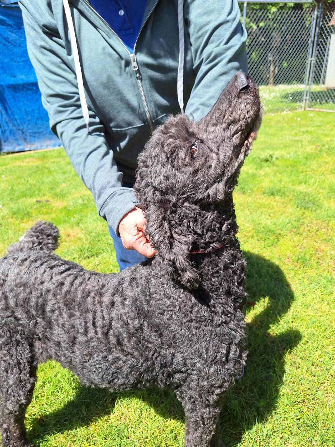 Summer--courtesy post, Adult Female Standard Poodle