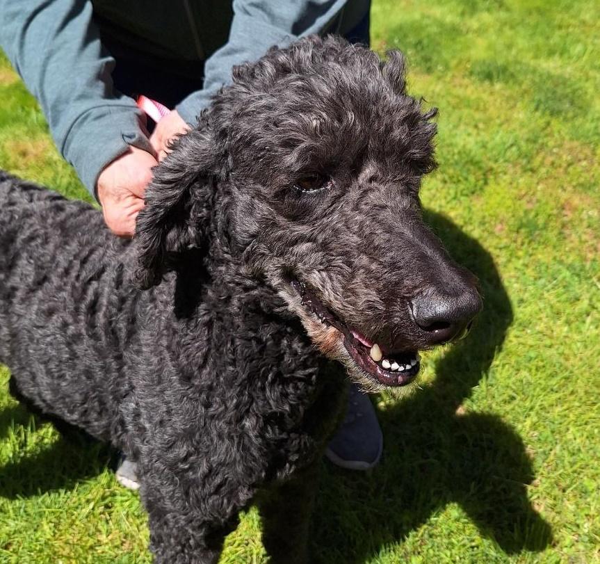 Enlarge Summer, an adoptable Standard Poodle in Salem, OR image 2/2