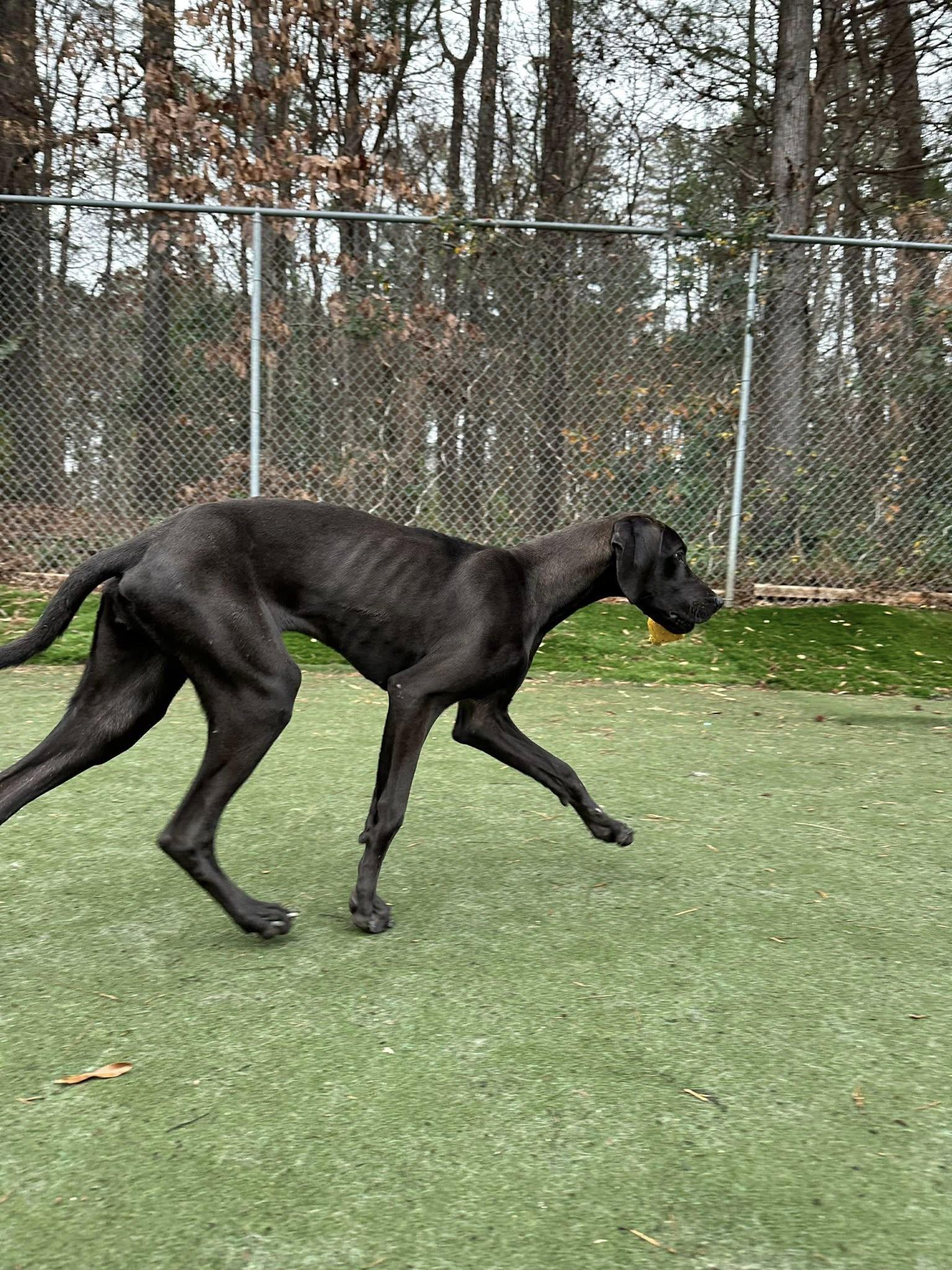 Nina, Adoptable, Puppy Female Great Dane.
