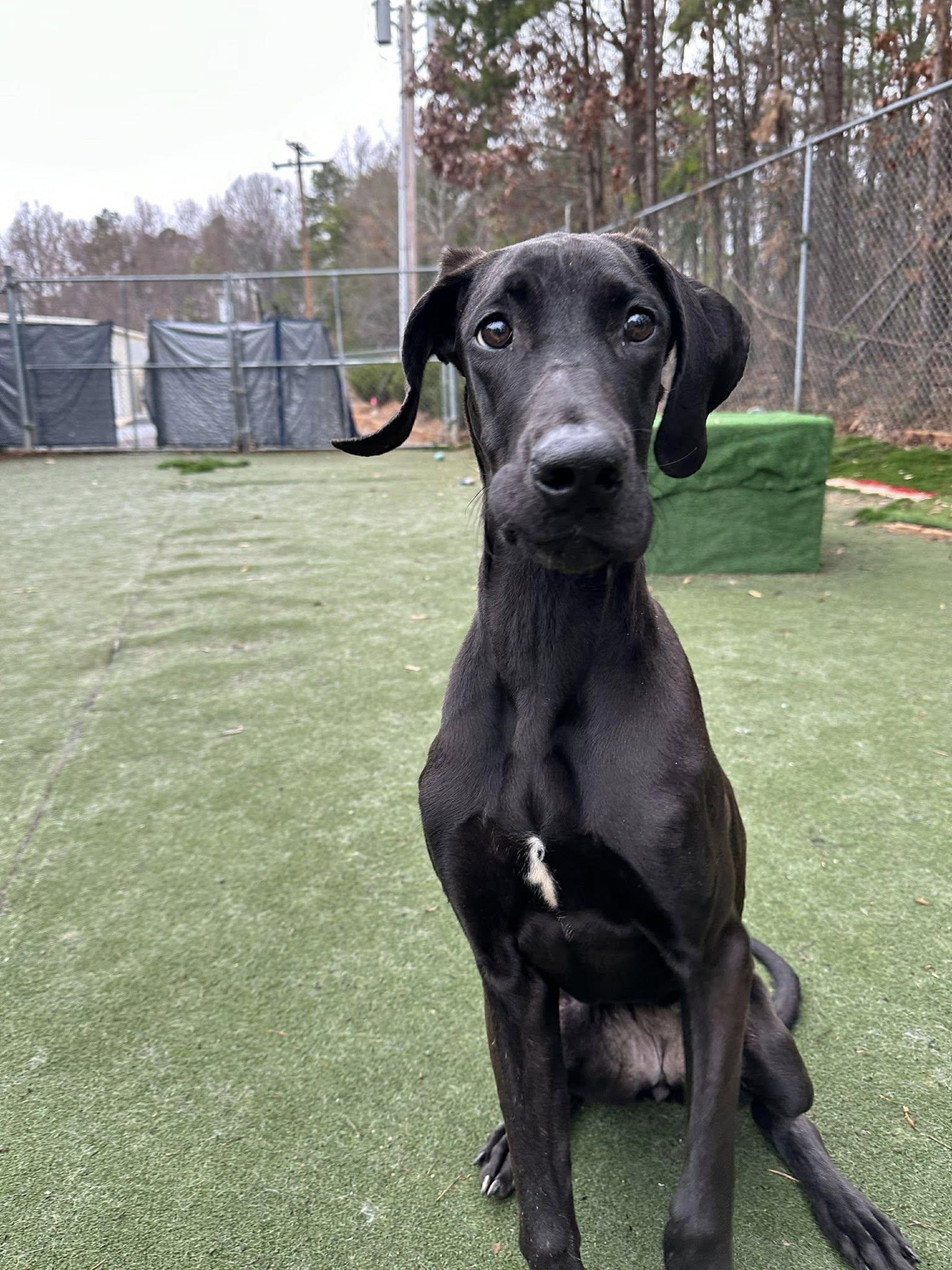 Enlarge Nina, a Adoptable Great Dane in Iron Station, NC image 2/3