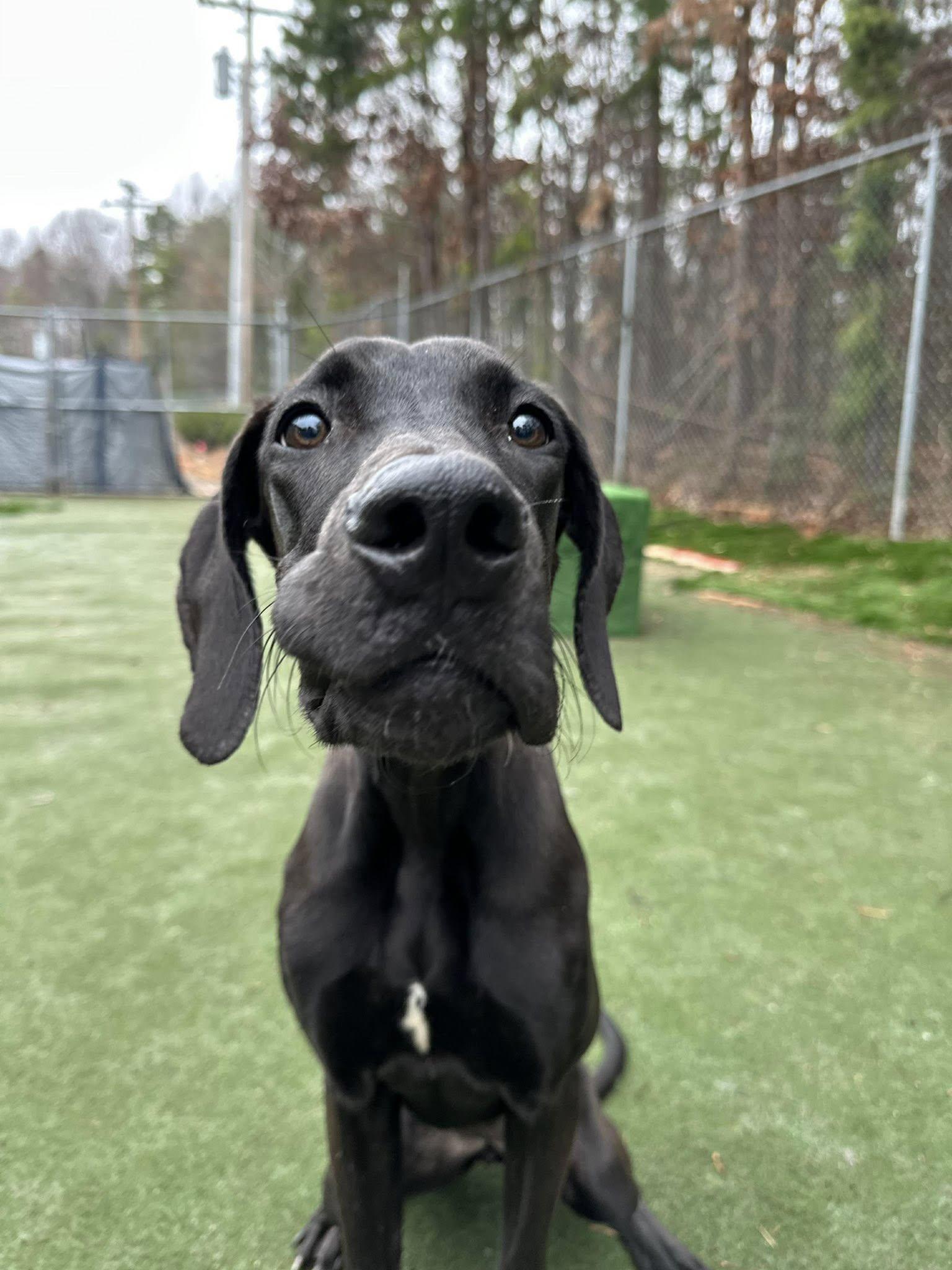 Enlarge Nina, a Adoptable Great Dane in Iron Station, NC image 3/3