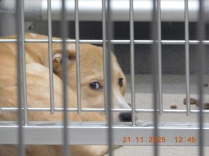 Leaf, Adoptable, Young Female Collie & Mixed Breed.