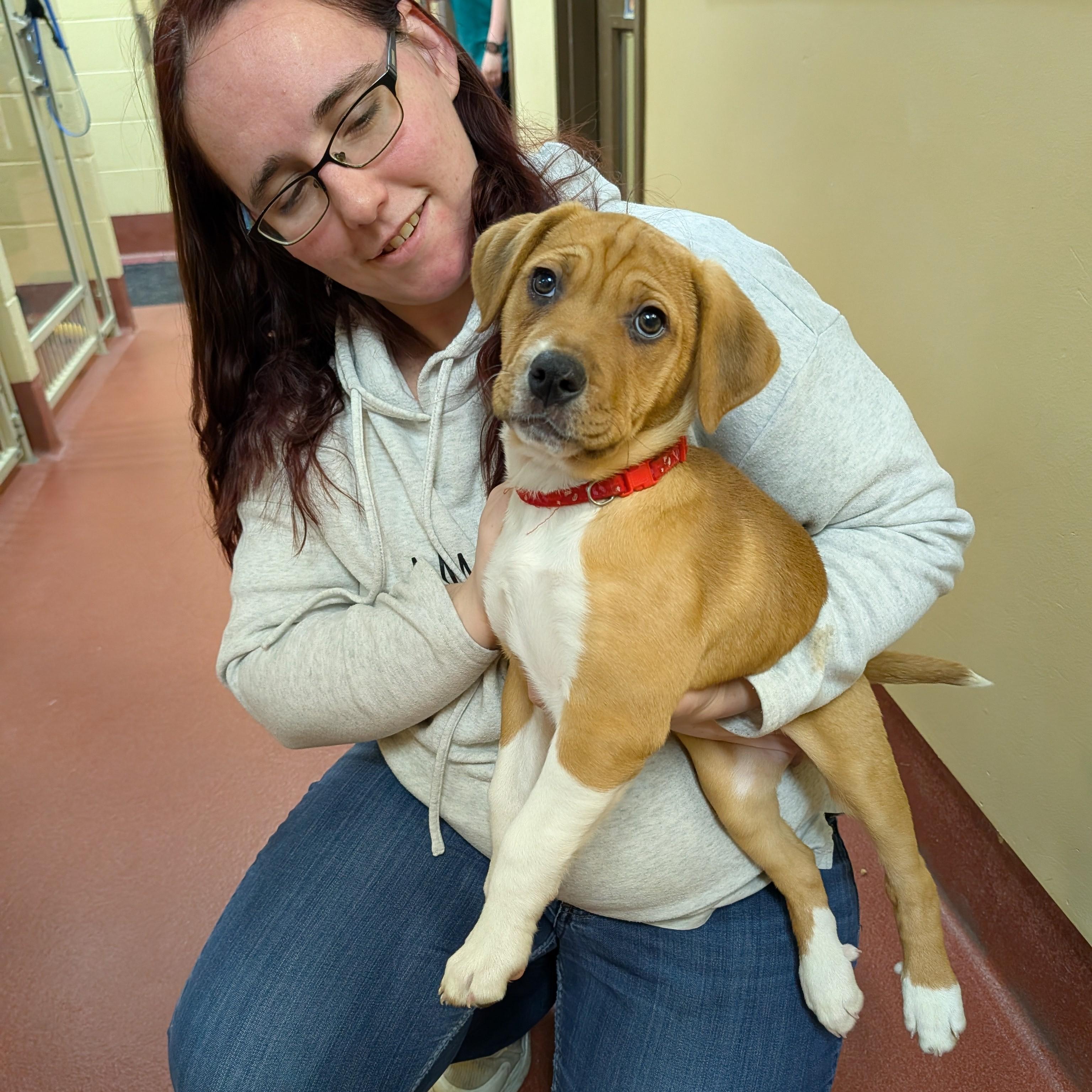 Enlarge Sassafras, a ADOPTABLE mixed breed in Accident, MD image 3/5