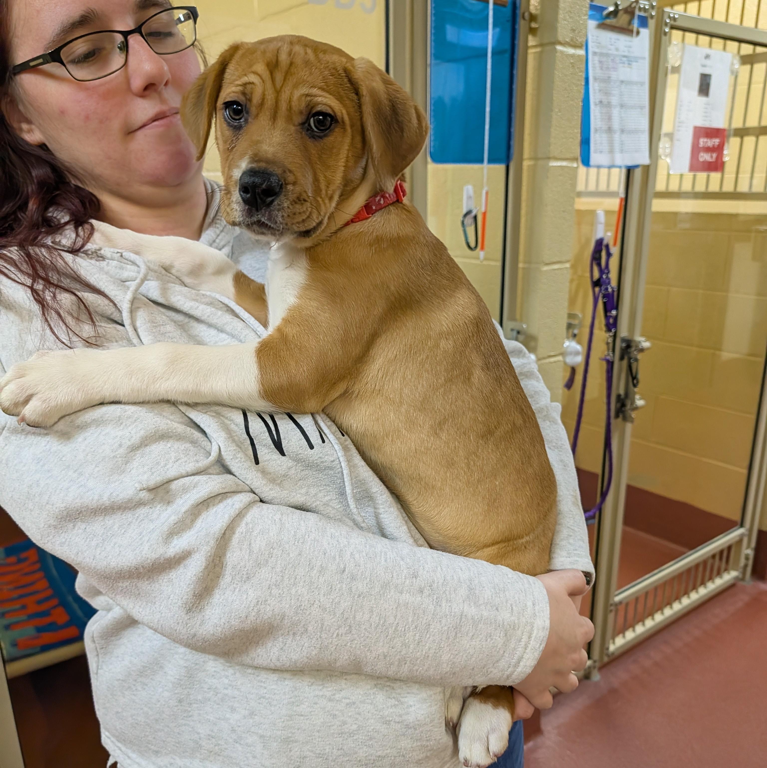 Enlarge Sassafras, a ADOPTABLE mixed breed in Accident, MD image 5/5