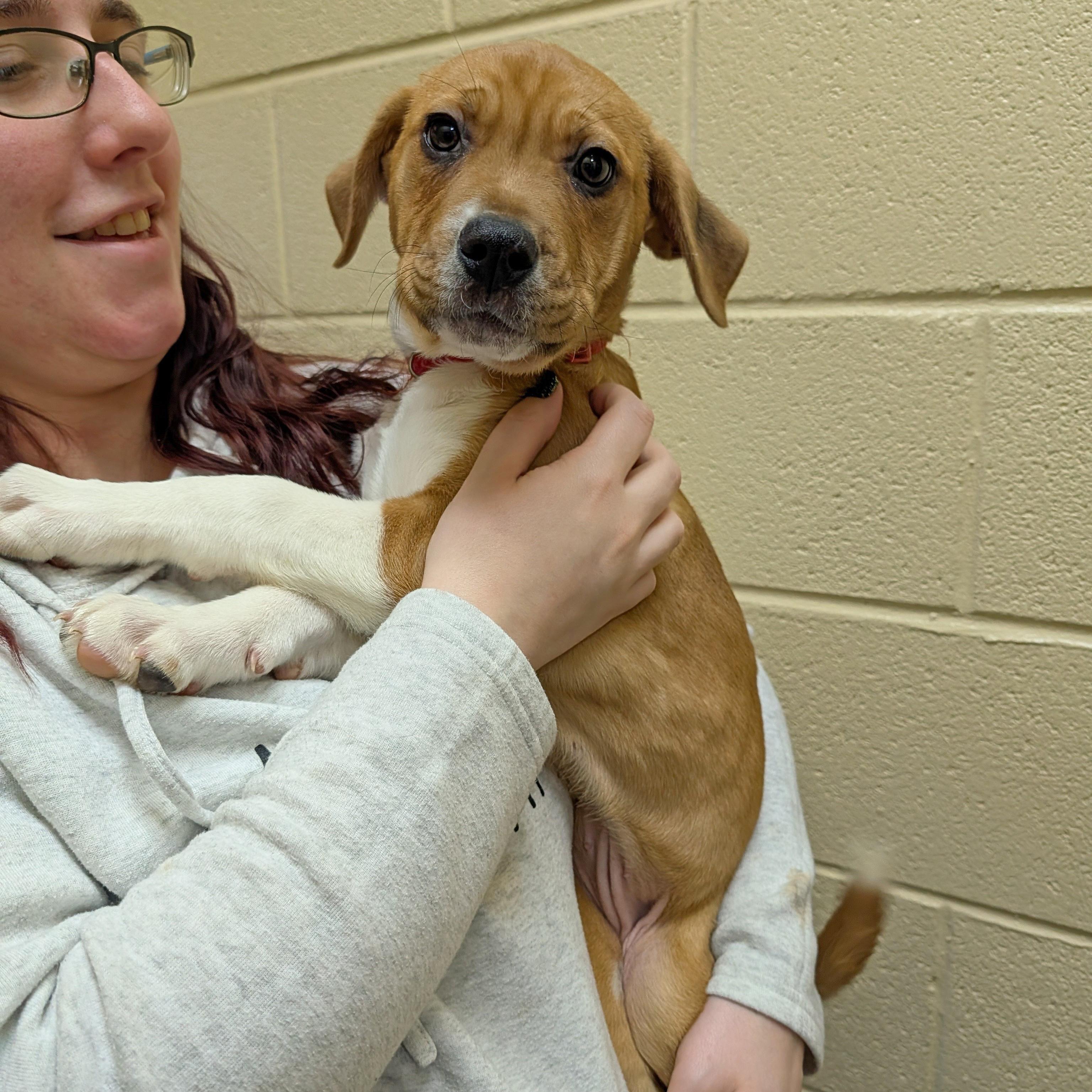 Enlarge Sassafras, a ADOPTABLE mixed breed in Accident, MD image 2/5