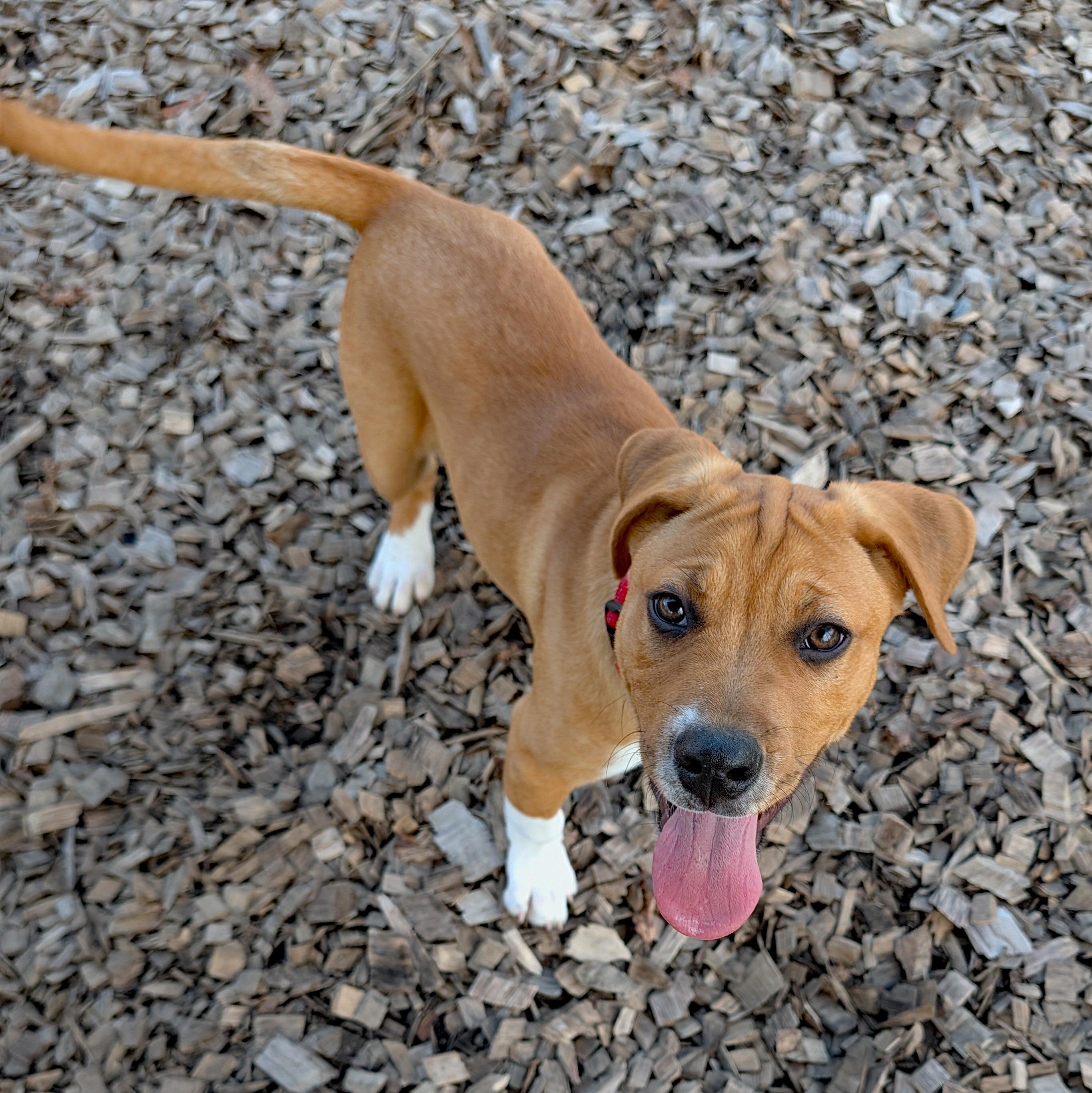 Enlarge Sassafras, a ADOPTABLE mixed breed in Accident, MD image 3/6