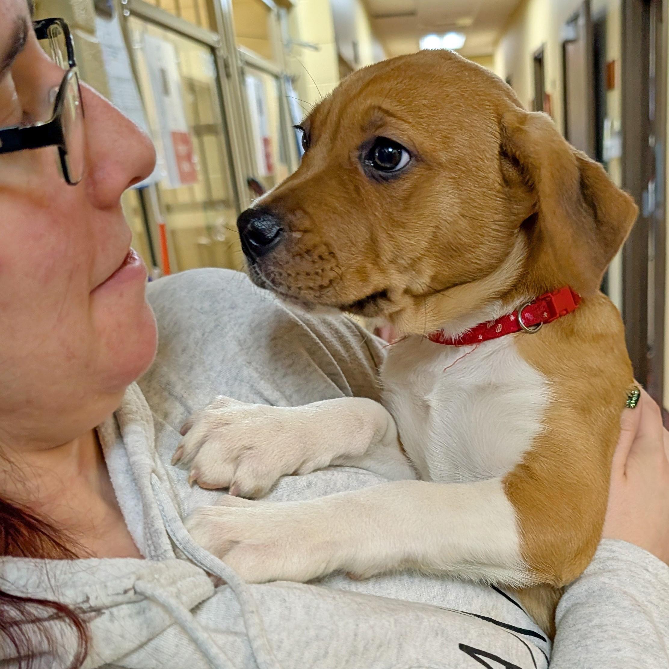 Enlarge Sassafras, a ADOPTABLE mixed breed in Accident, MD image 4/5