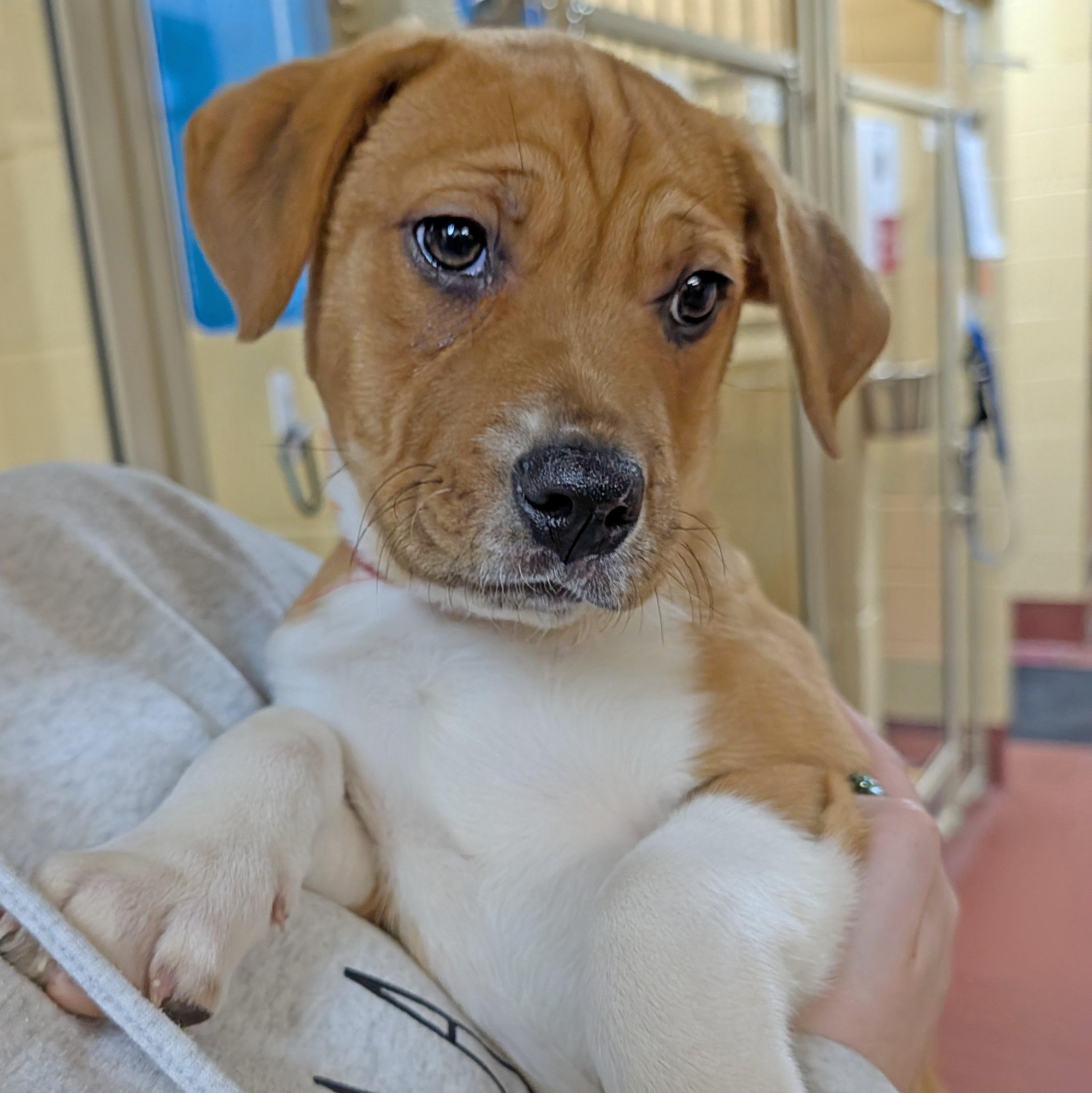Sassafras, ADOPTABLE, Puppy Female Pit Bull Terrier & Rottweiler.