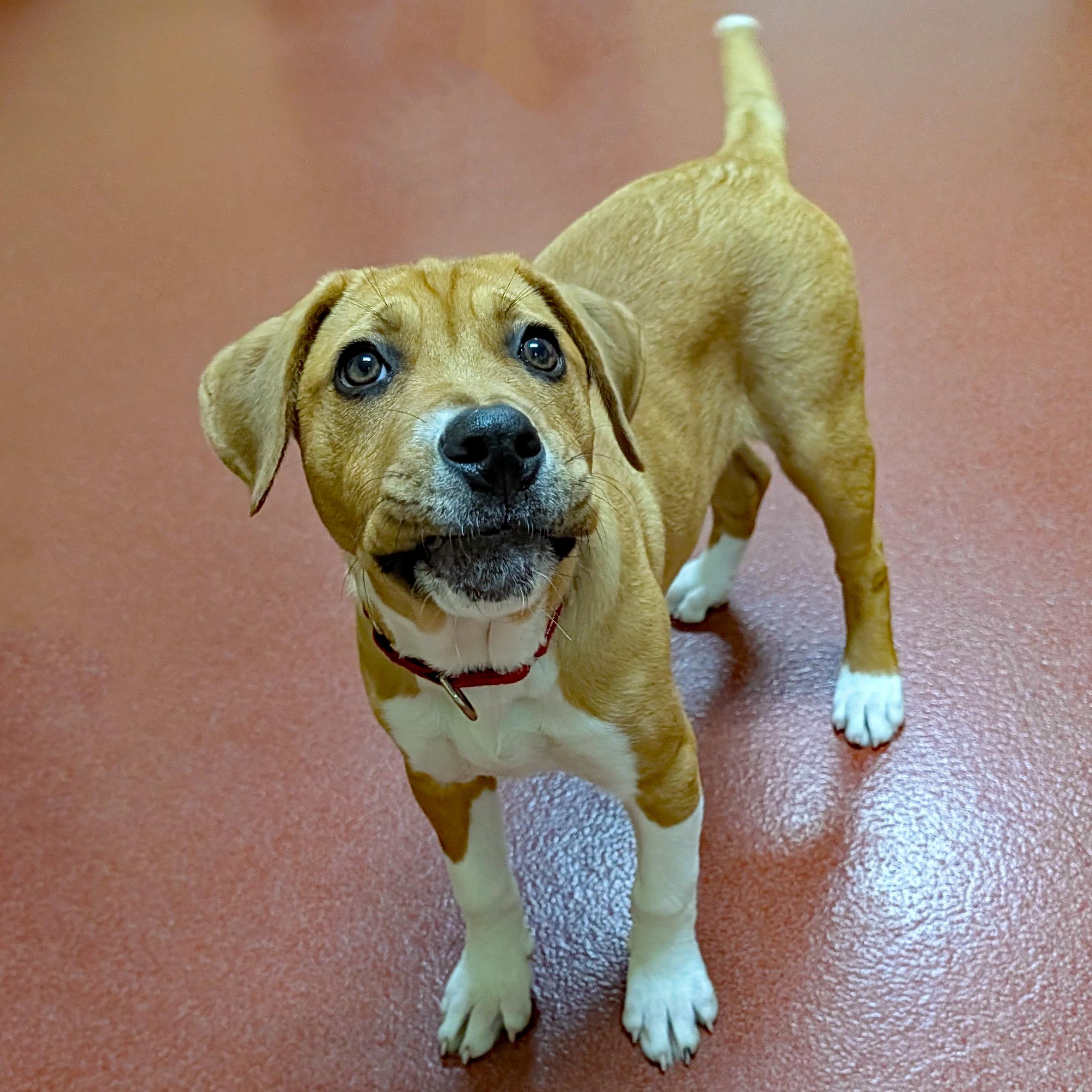 Enlarge Sassafras, a ADOPTABLE mixed breed in Accident, MD image 4/6