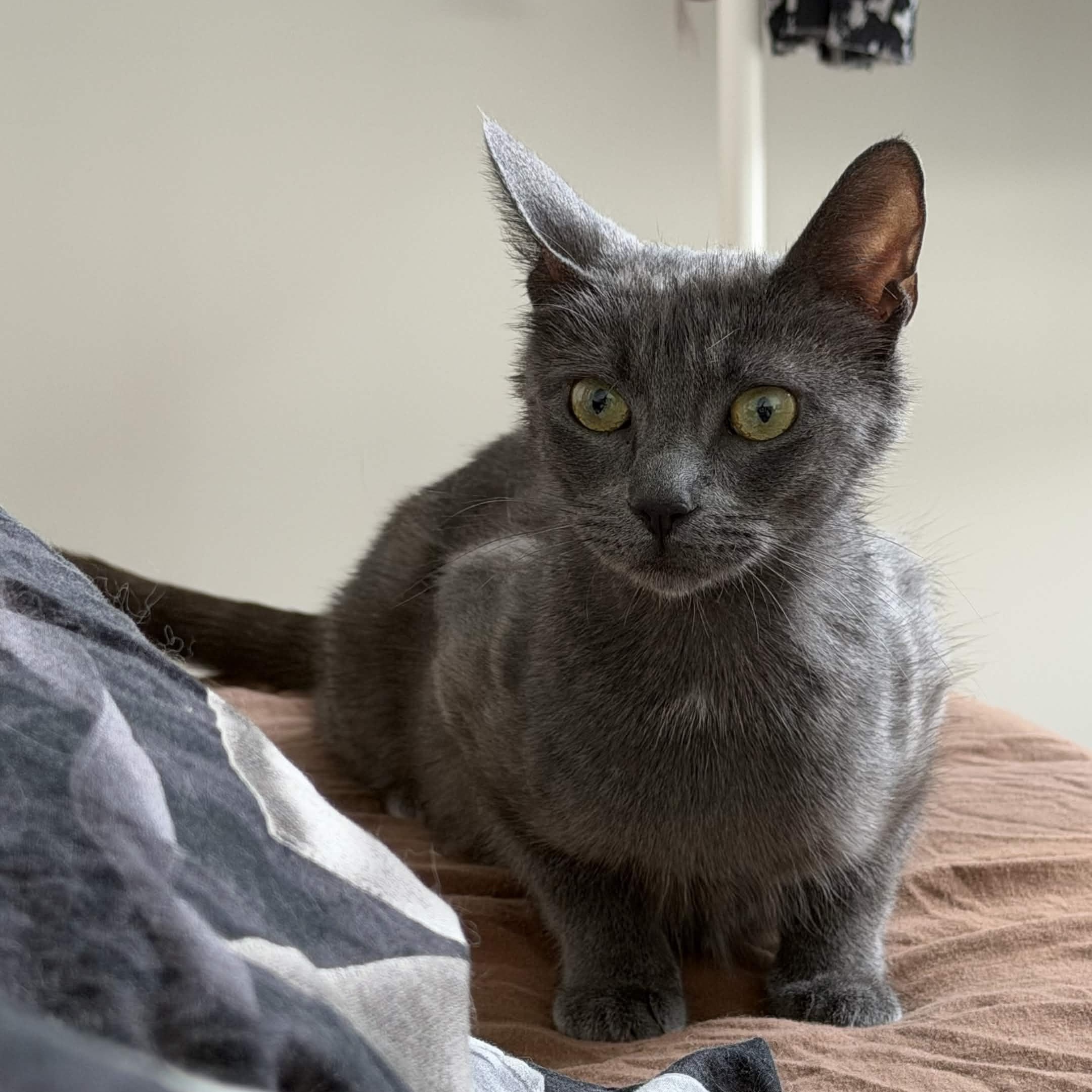 Raina, a Adoptable Domestic Short Hair in Weehawken, NJ image 3/6