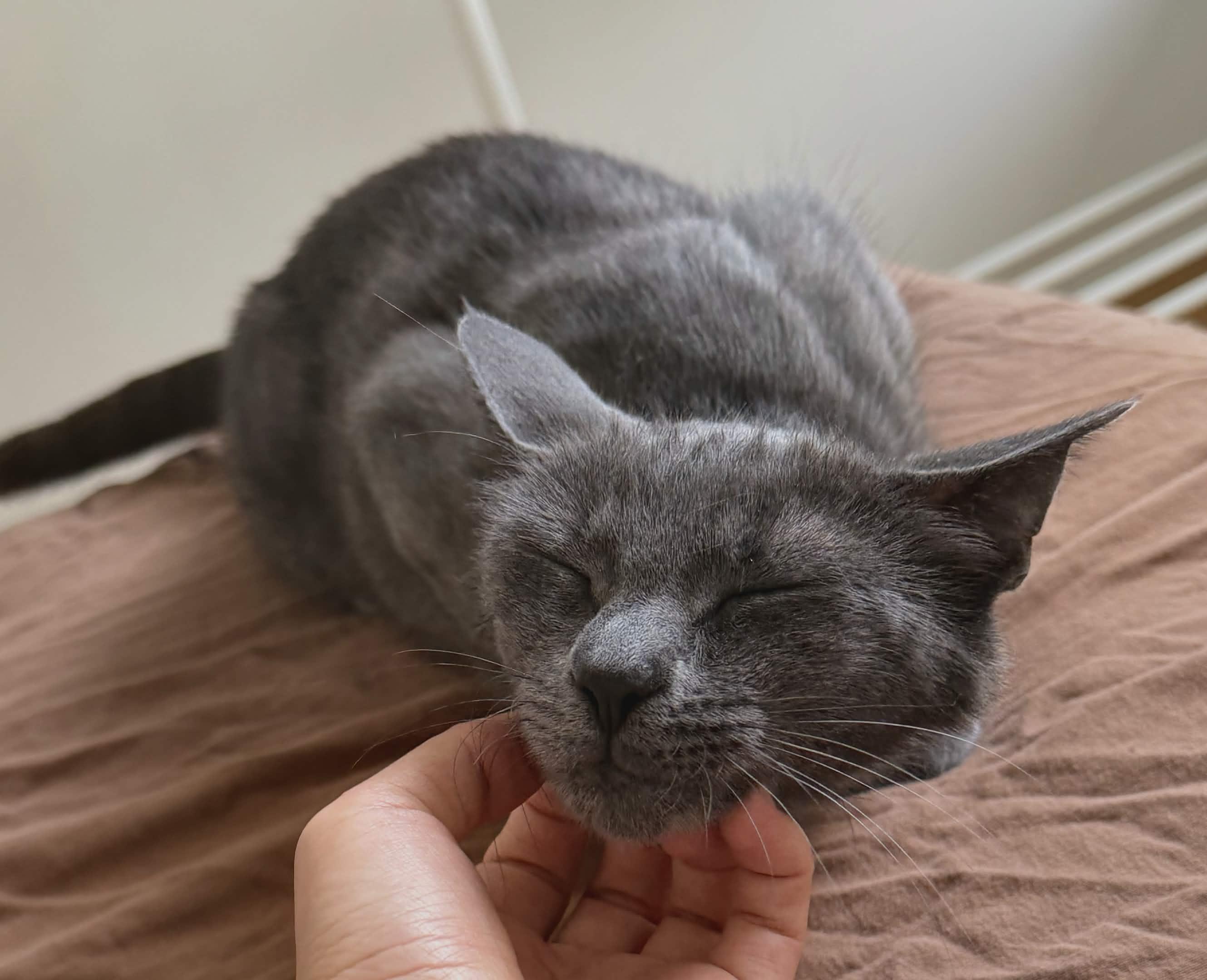 Raina, a Adoptable Domestic Short Hair in Weehawken, NJ image 2/6