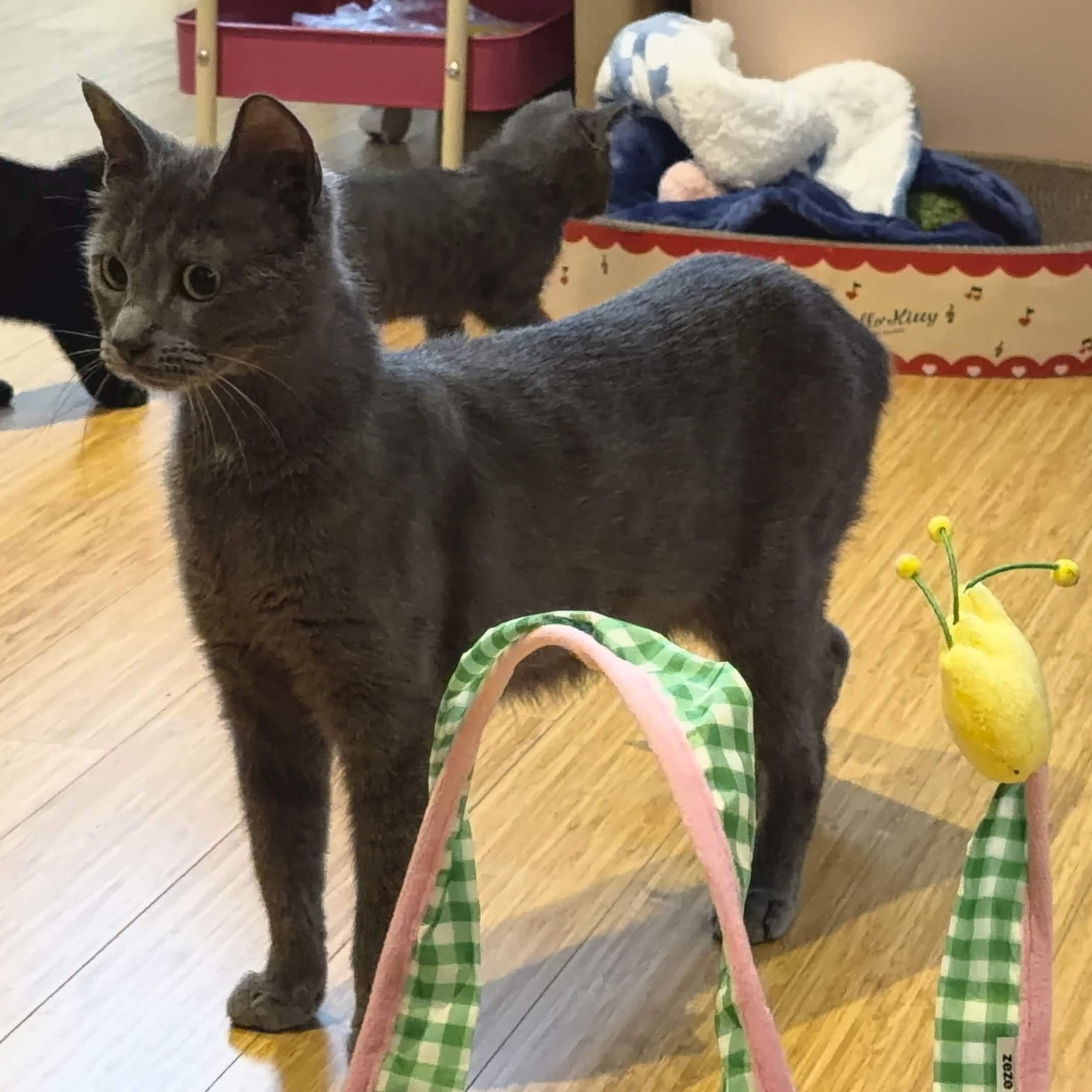 Raina, a Adoptable Domestic Short Hair in Weehawken, NJ image 5/6