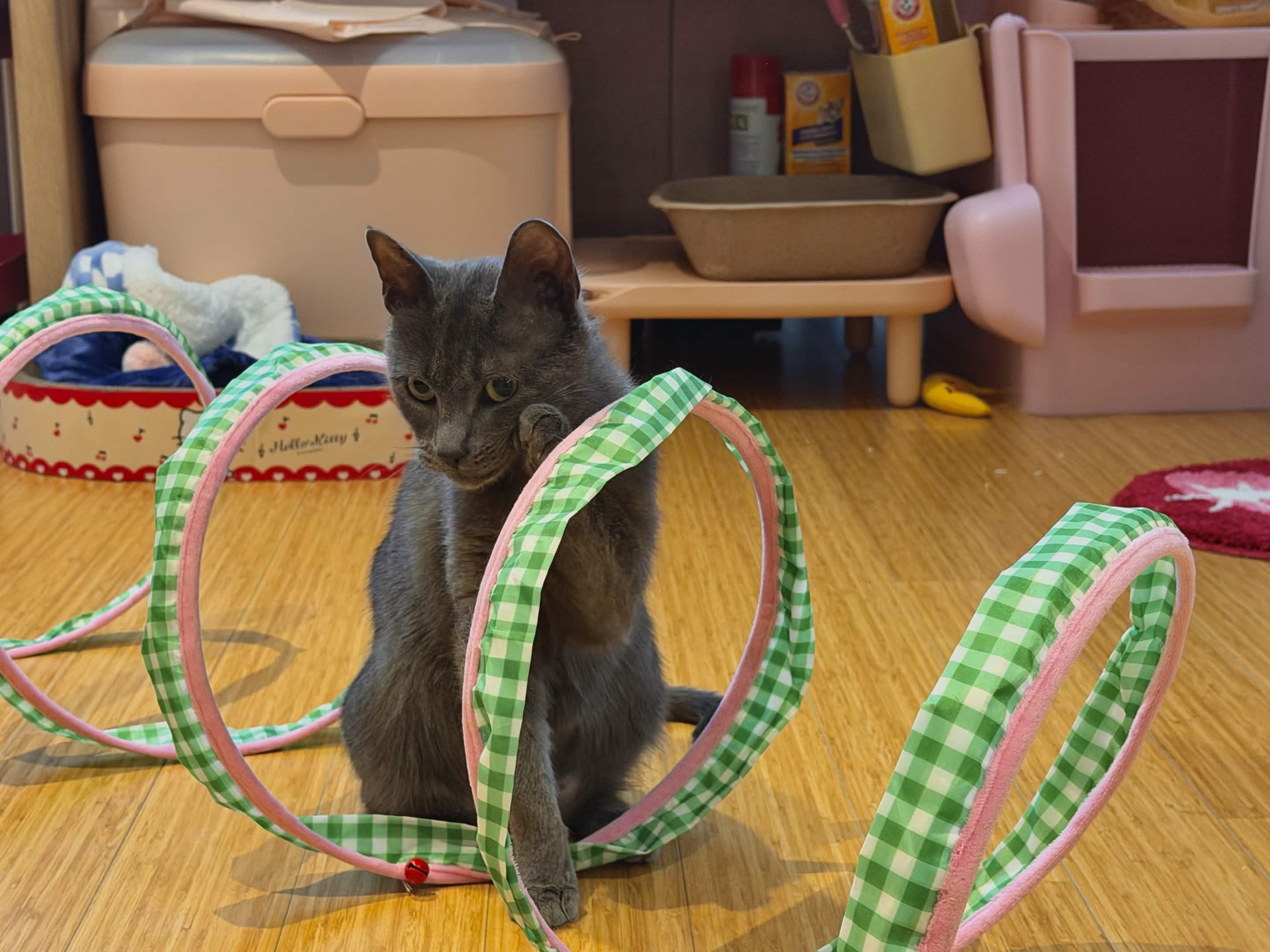Raina, a Adoptable Domestic Short Hair in Weehawken, NJ image 6/6