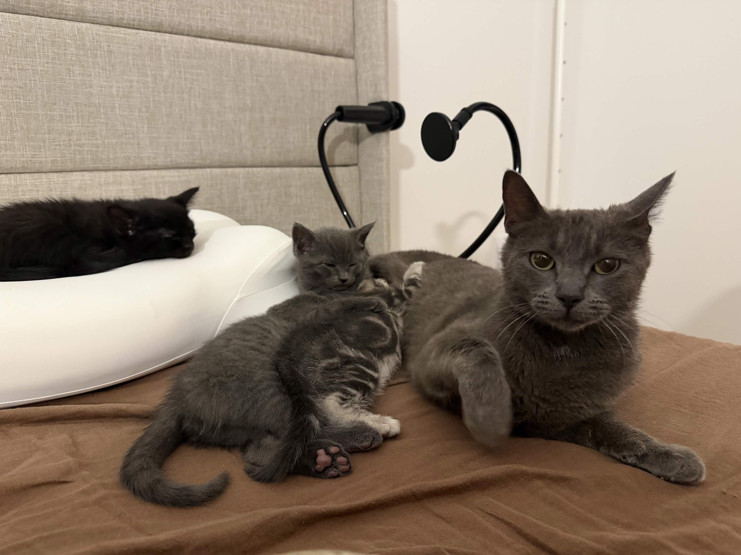Raina, a Adoptable Domestic Short Hair in Weehawken, NJ image 4/6