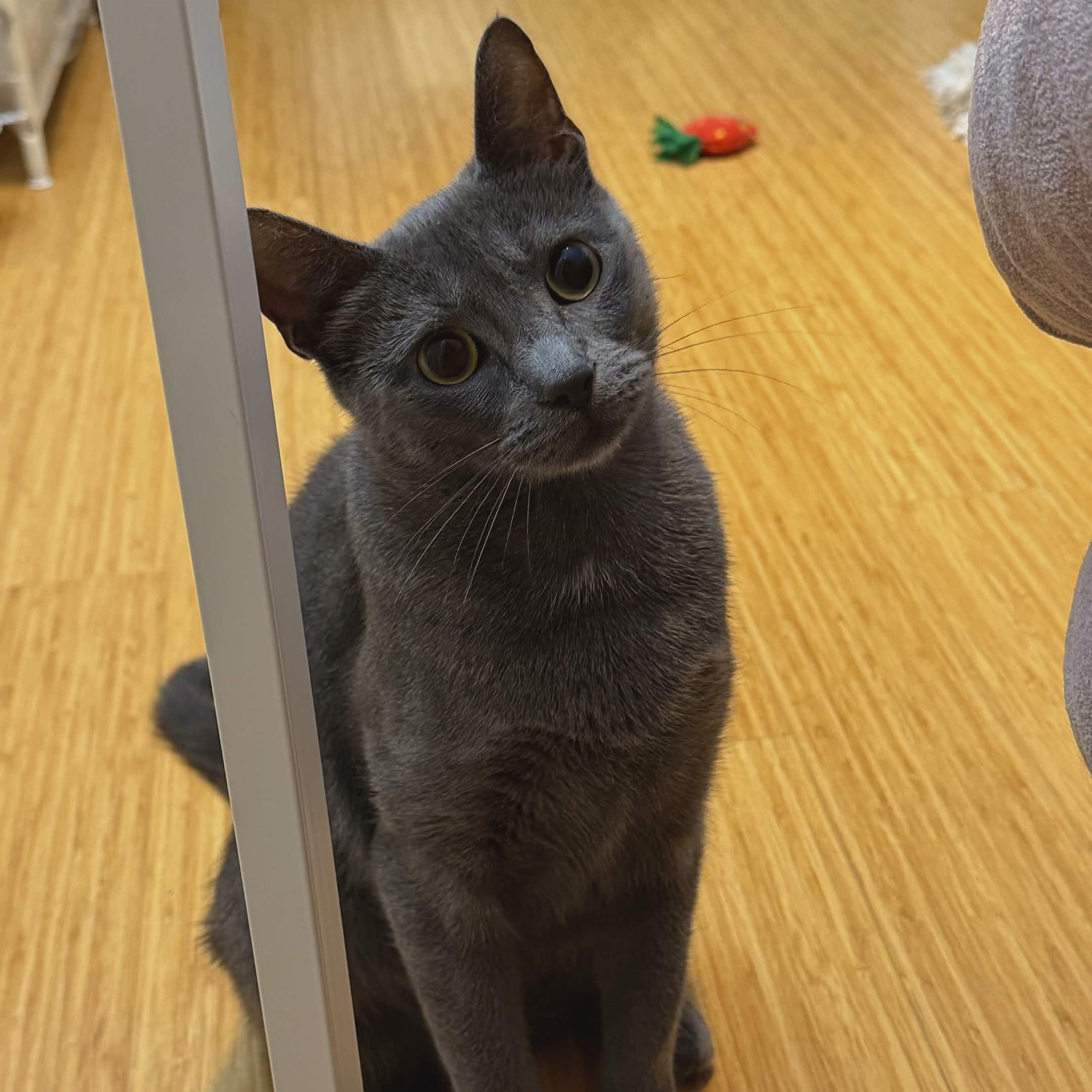Raina, Adoptable, Young Female Domestic Short Hair.
