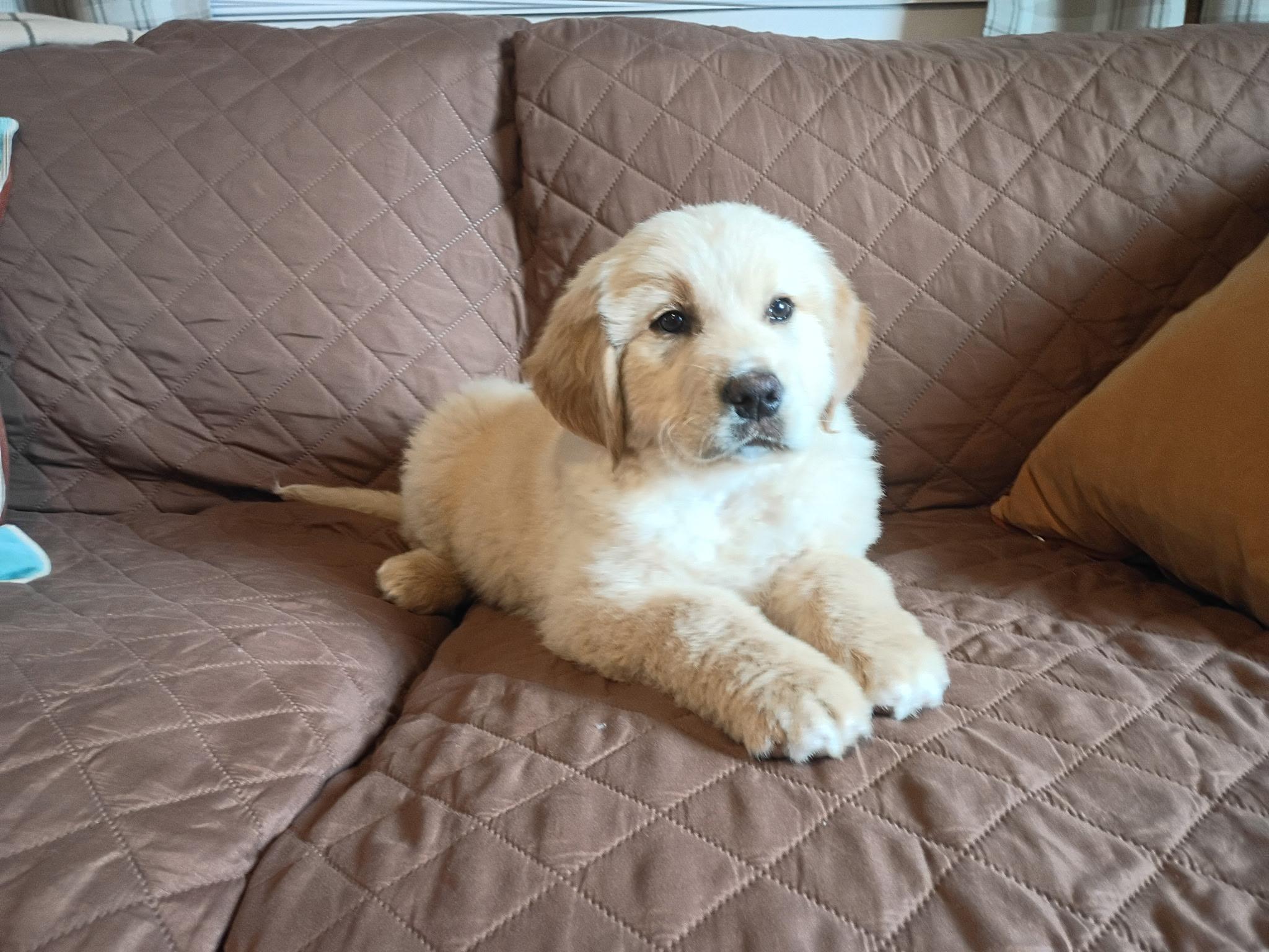 Enlarge Huckleberry, an adopted Golden Retriever in West Greenwich , RI image 5/5