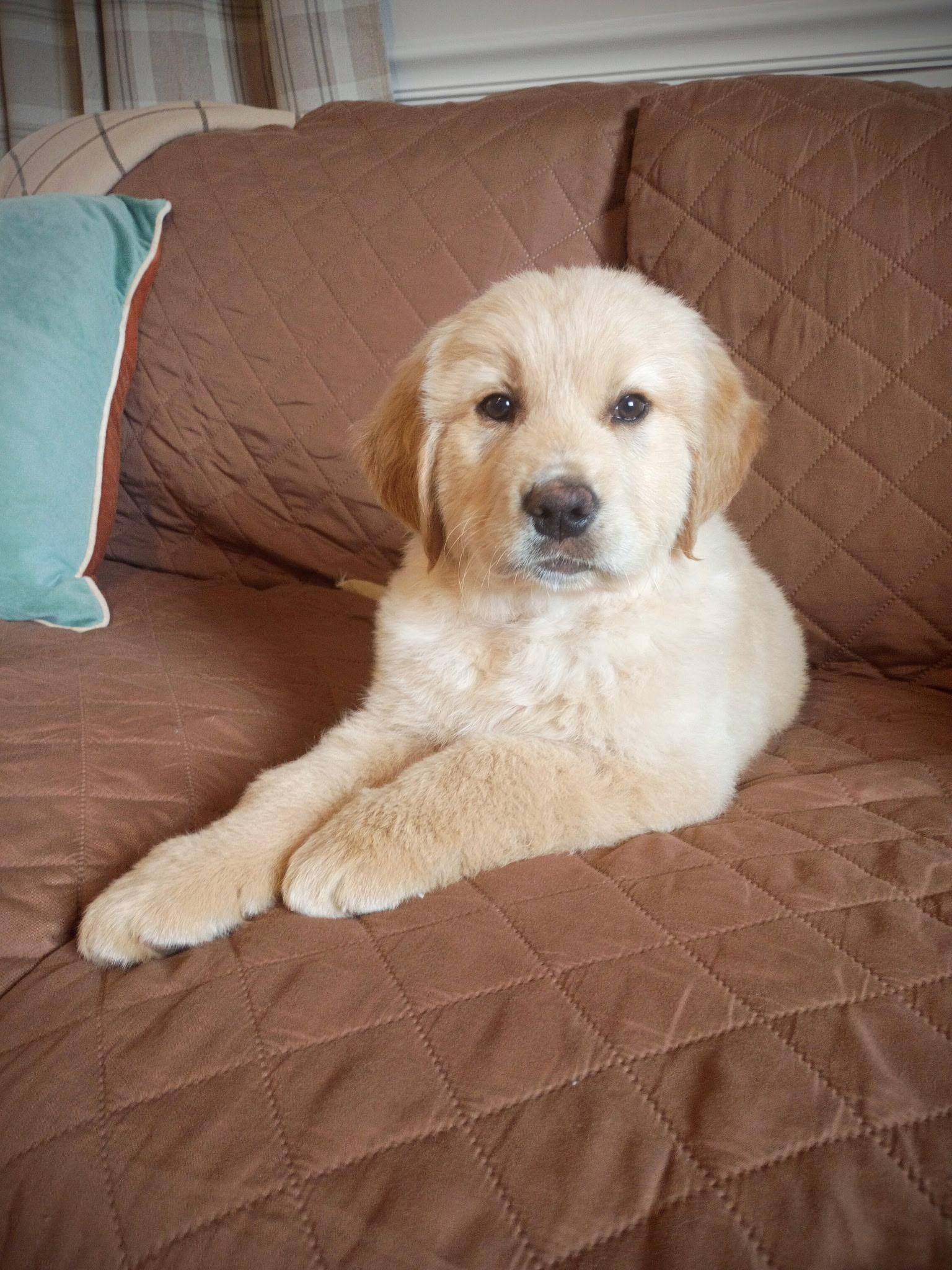 Enlarge Huckleberry, an adopted Golden Retriever in West Greenwich , RI image 2/5