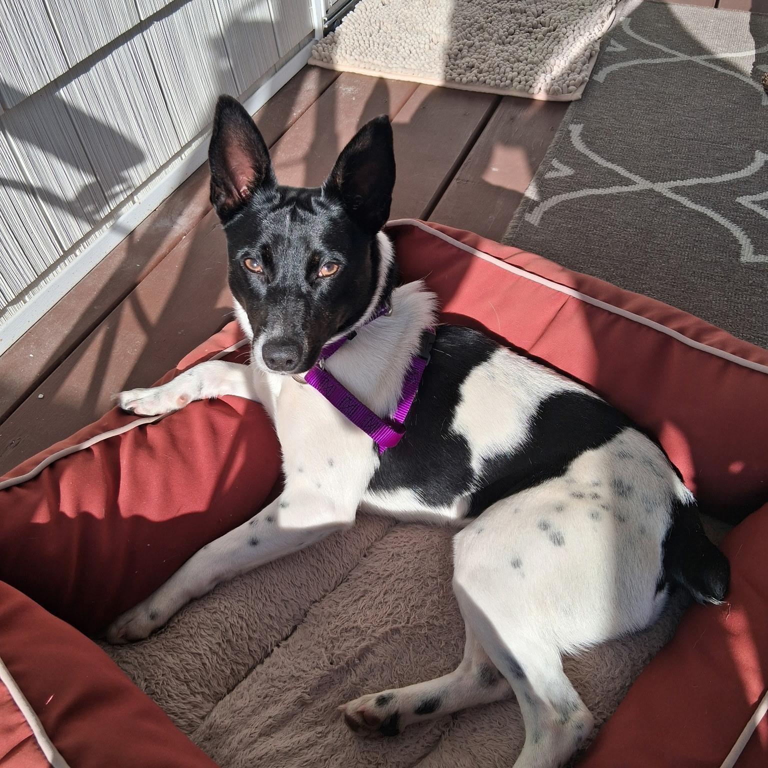 Princess , adopted, Adult Female Rat Terrier.