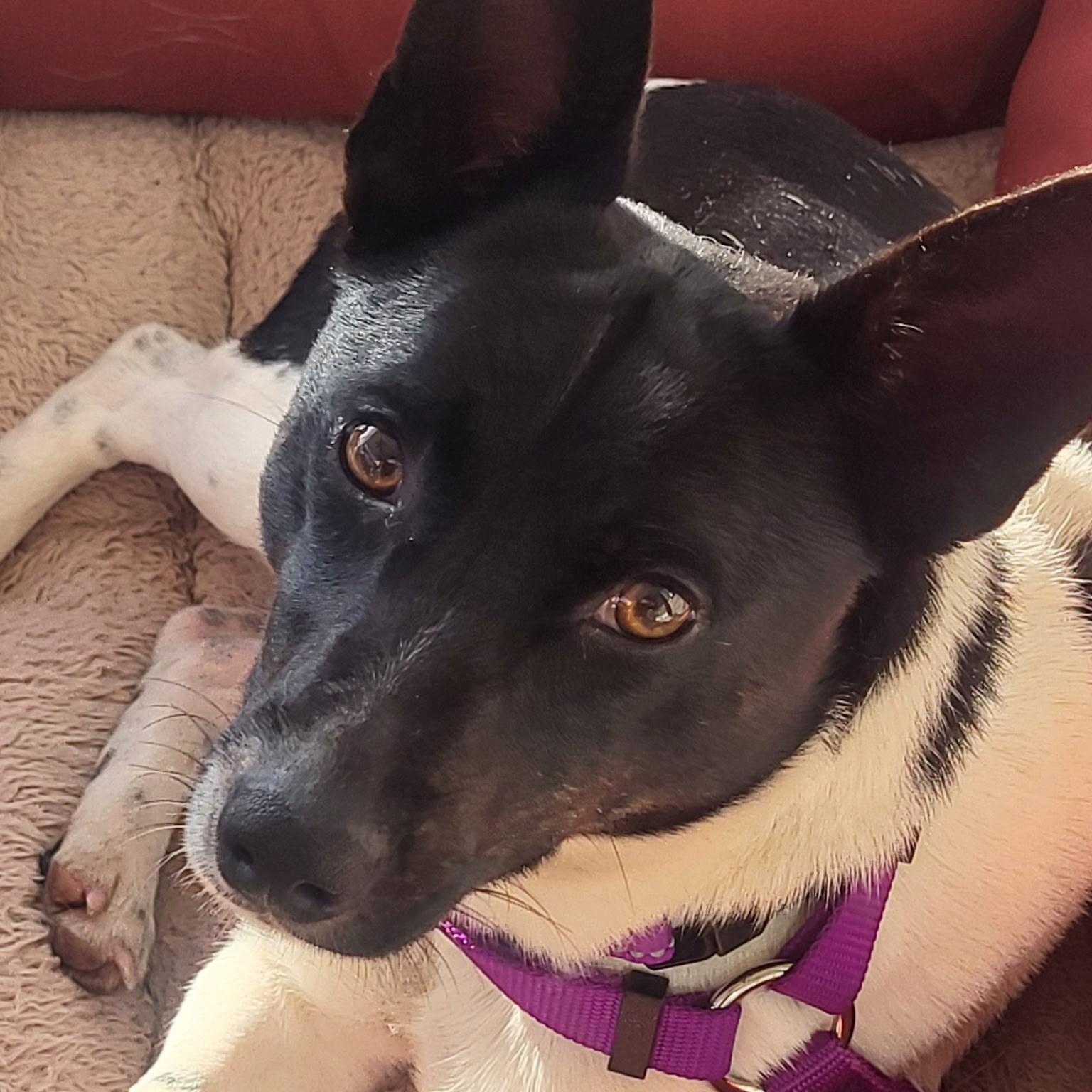 Enlarge Princess , an adopted mixed breed in Calabash, NC image 2/2