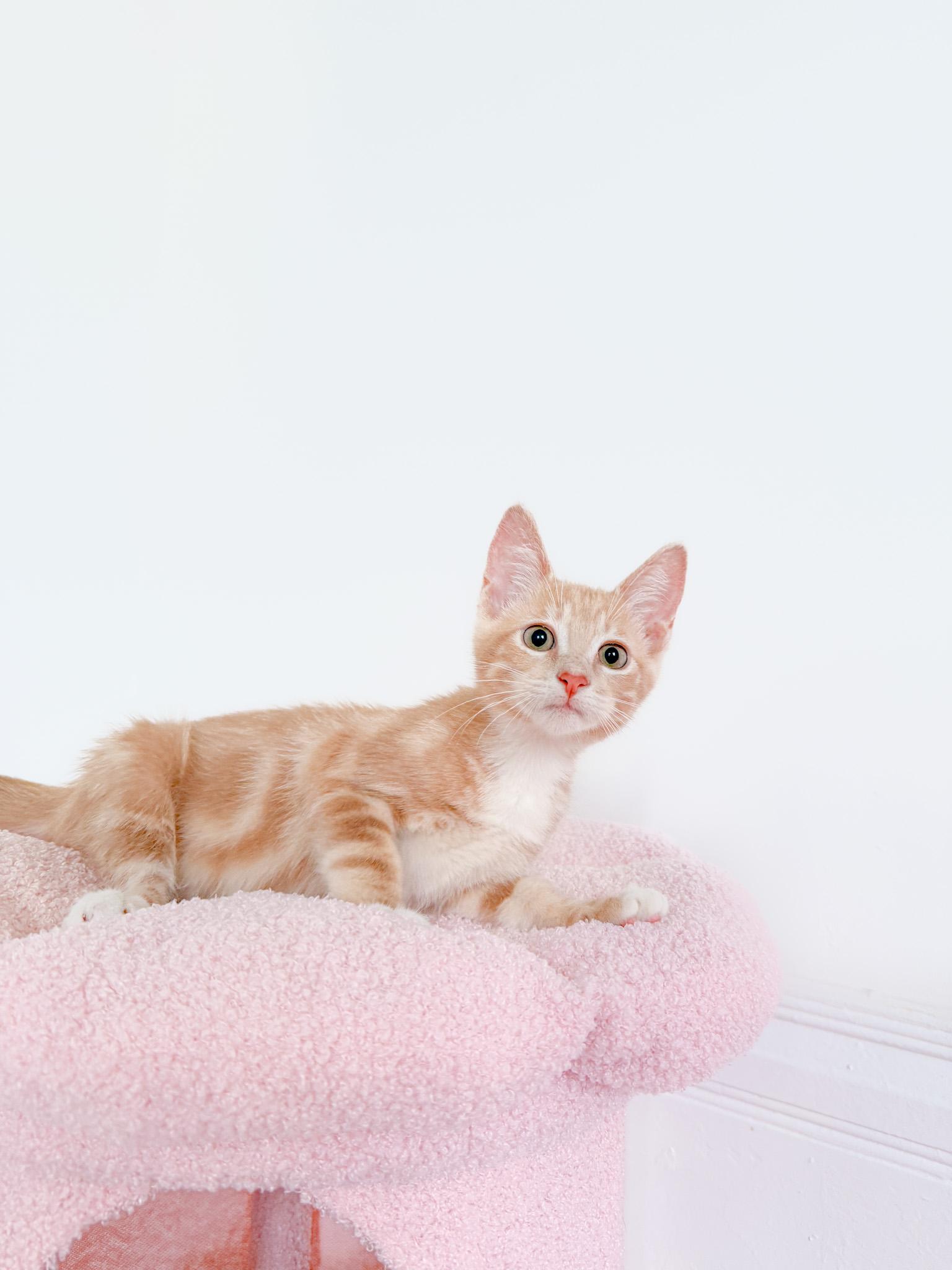 Enlarge Mellow, a Adoptable Tabby in New Orleans, LA image 3/3