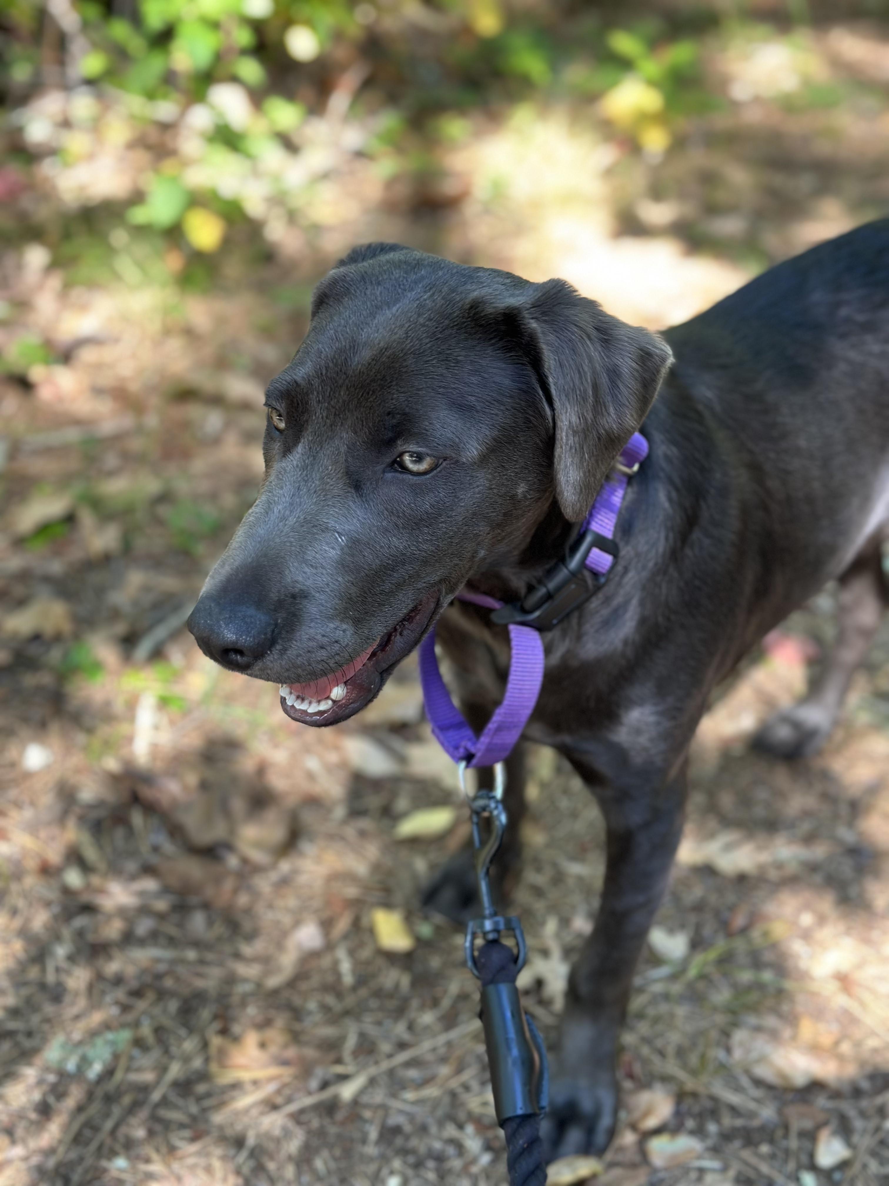 Enlarge Karl, a Adoptable mixed breed in Oak Bluffs, MA image 3/3
