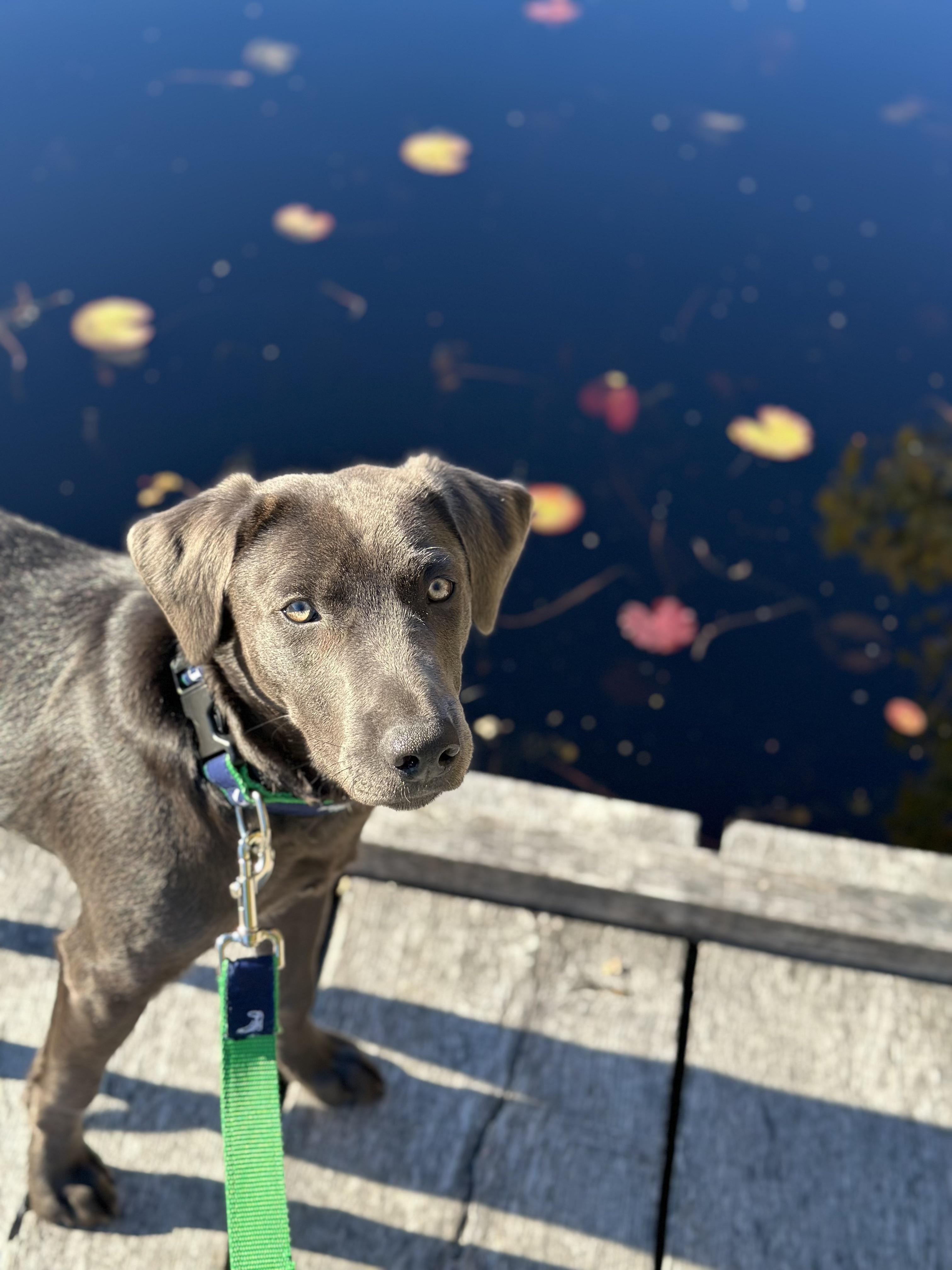 Enlarge Karl, a Adoptable mixed breed in Oak Bluffs, MA image 2/3