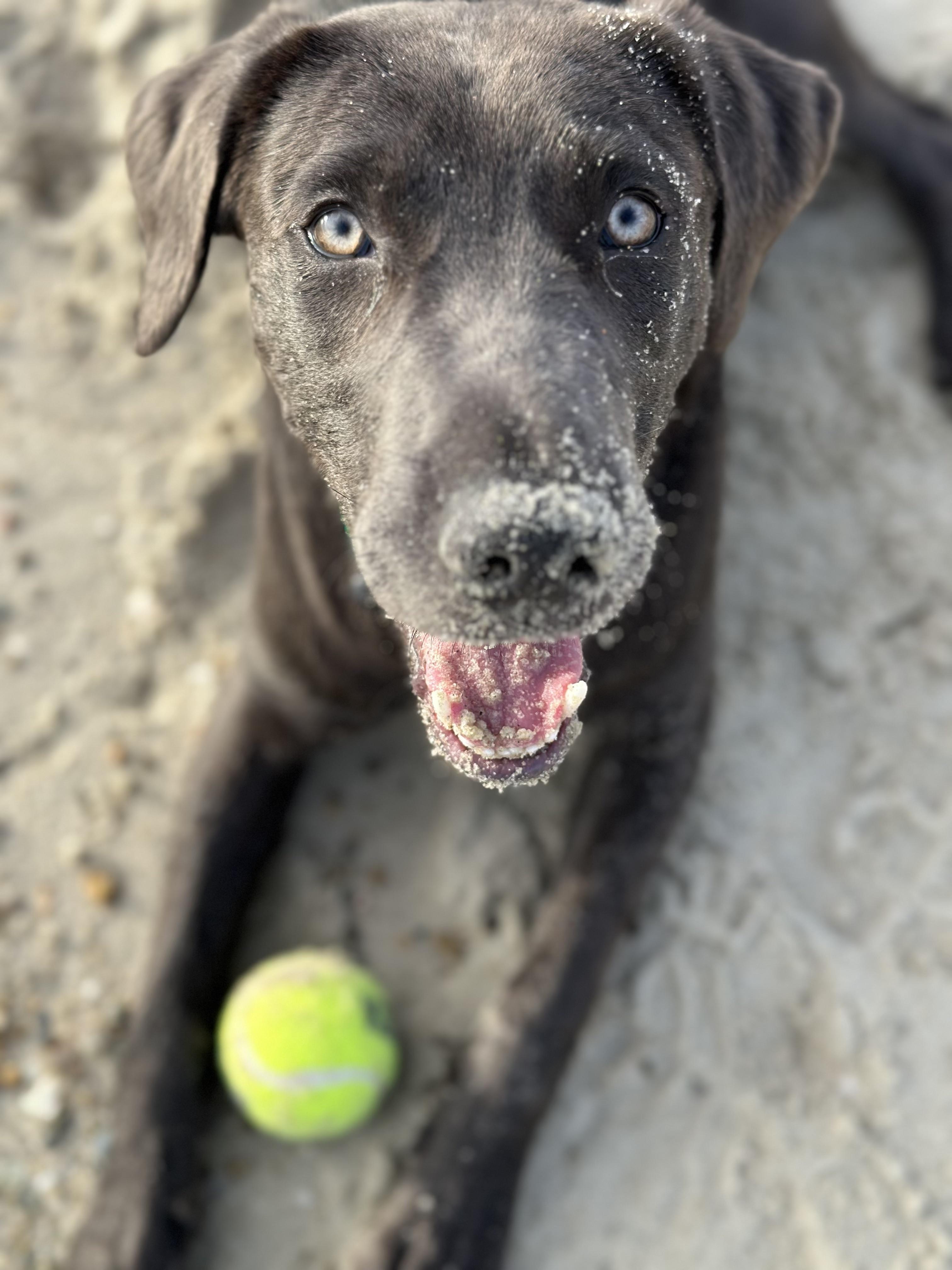 Karl, Adoptable, Young Male Labrador Retriever.