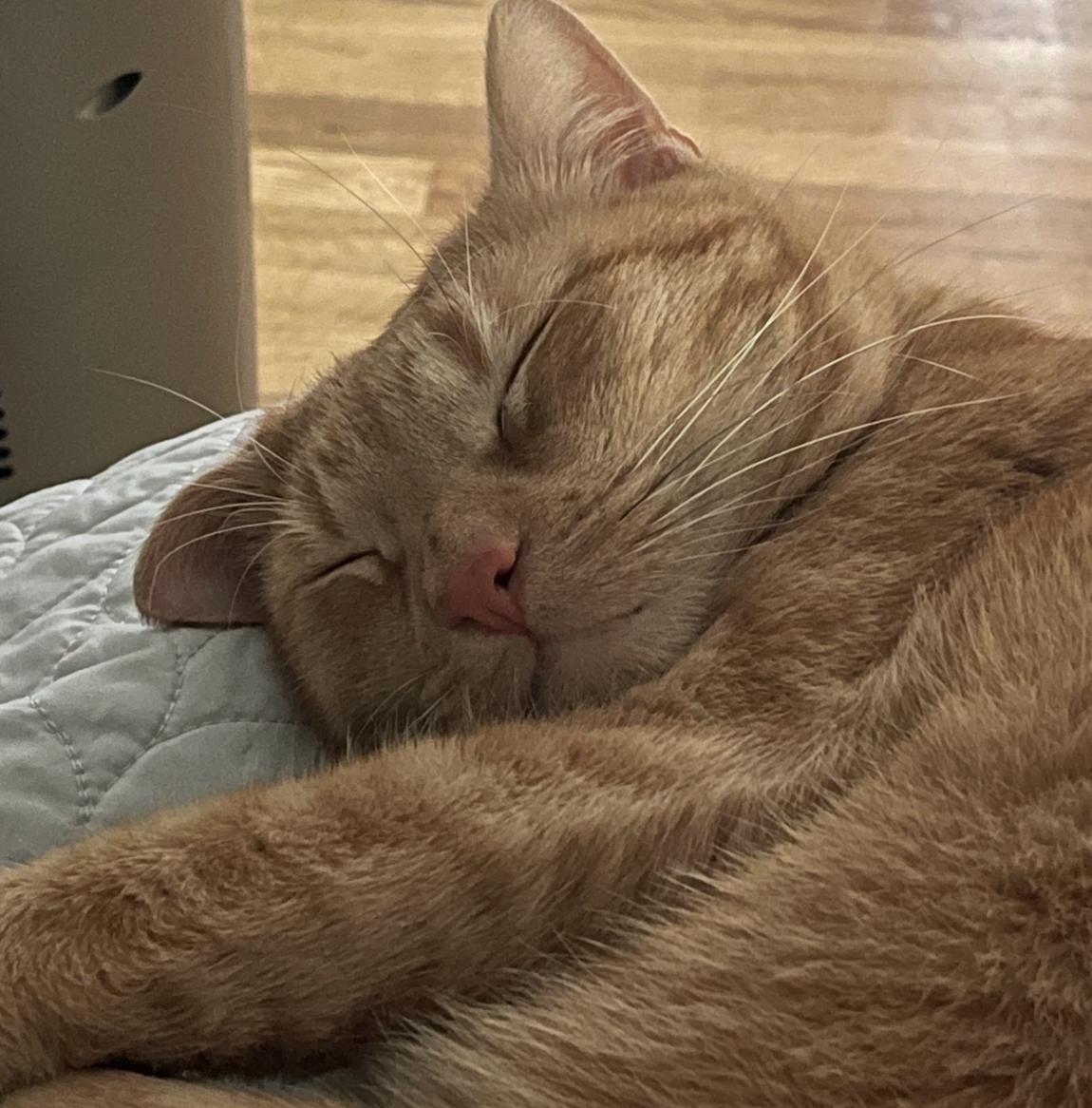 Ojinj, a ADOPTABLE Domestic Short Hair in Cambridge, MA image 5/5