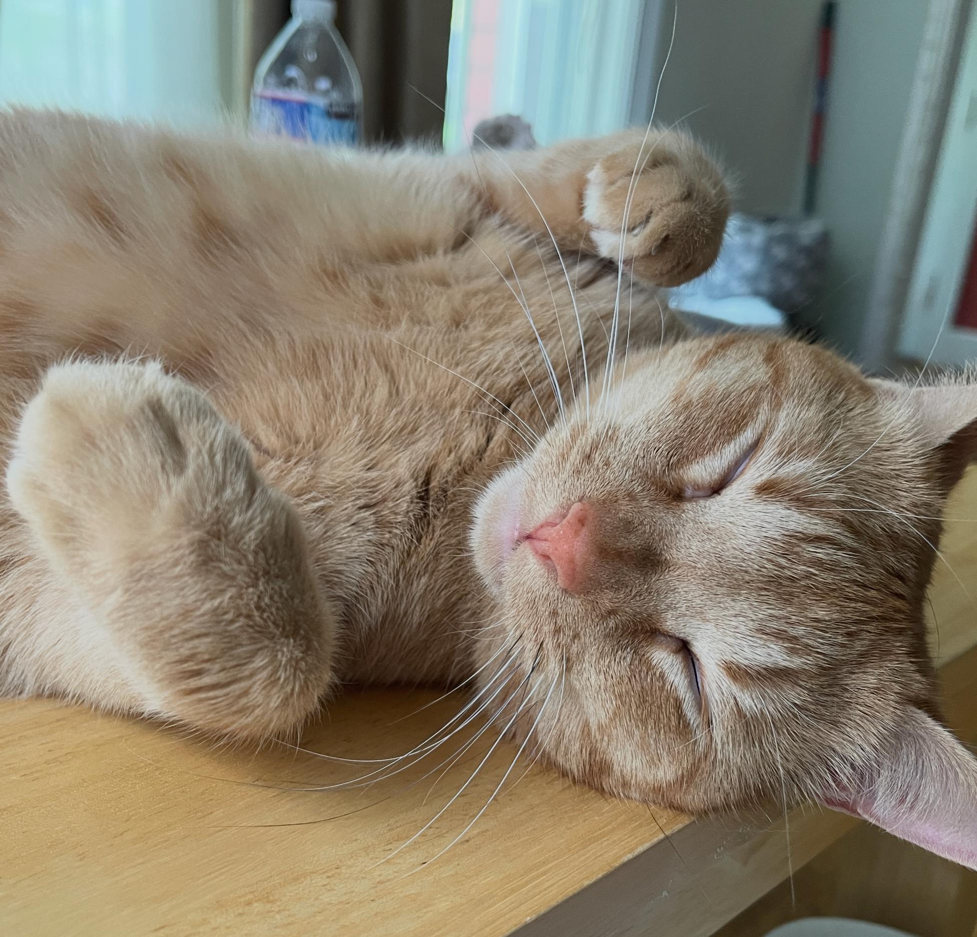Ojinj, a ADOPTABLE Domestic Short Hair in Cambridge, MA image 3/5