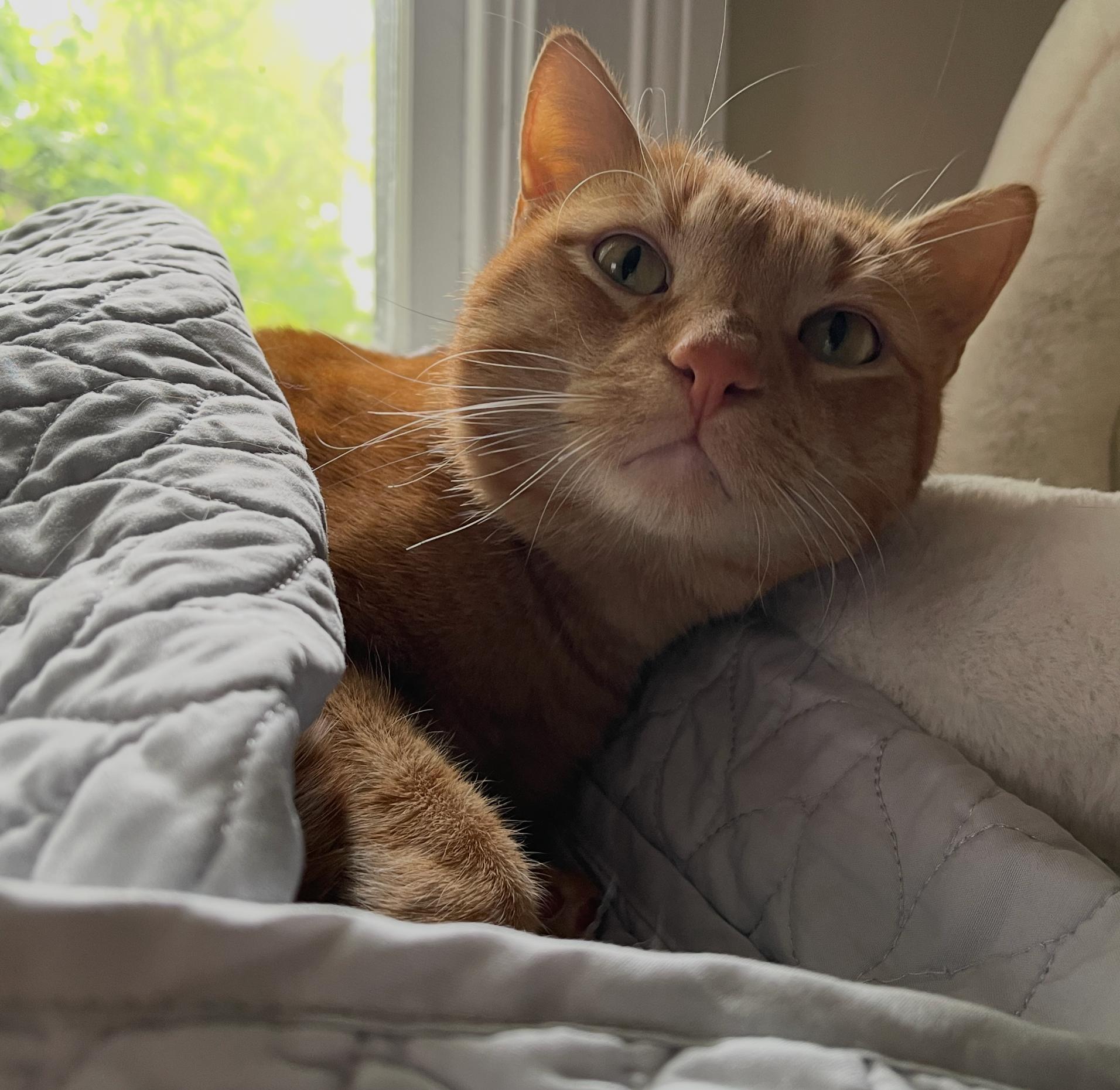 Ojinj, a ADOPTABLE Domestic Short Hair in Cambridge, MA image 1/5