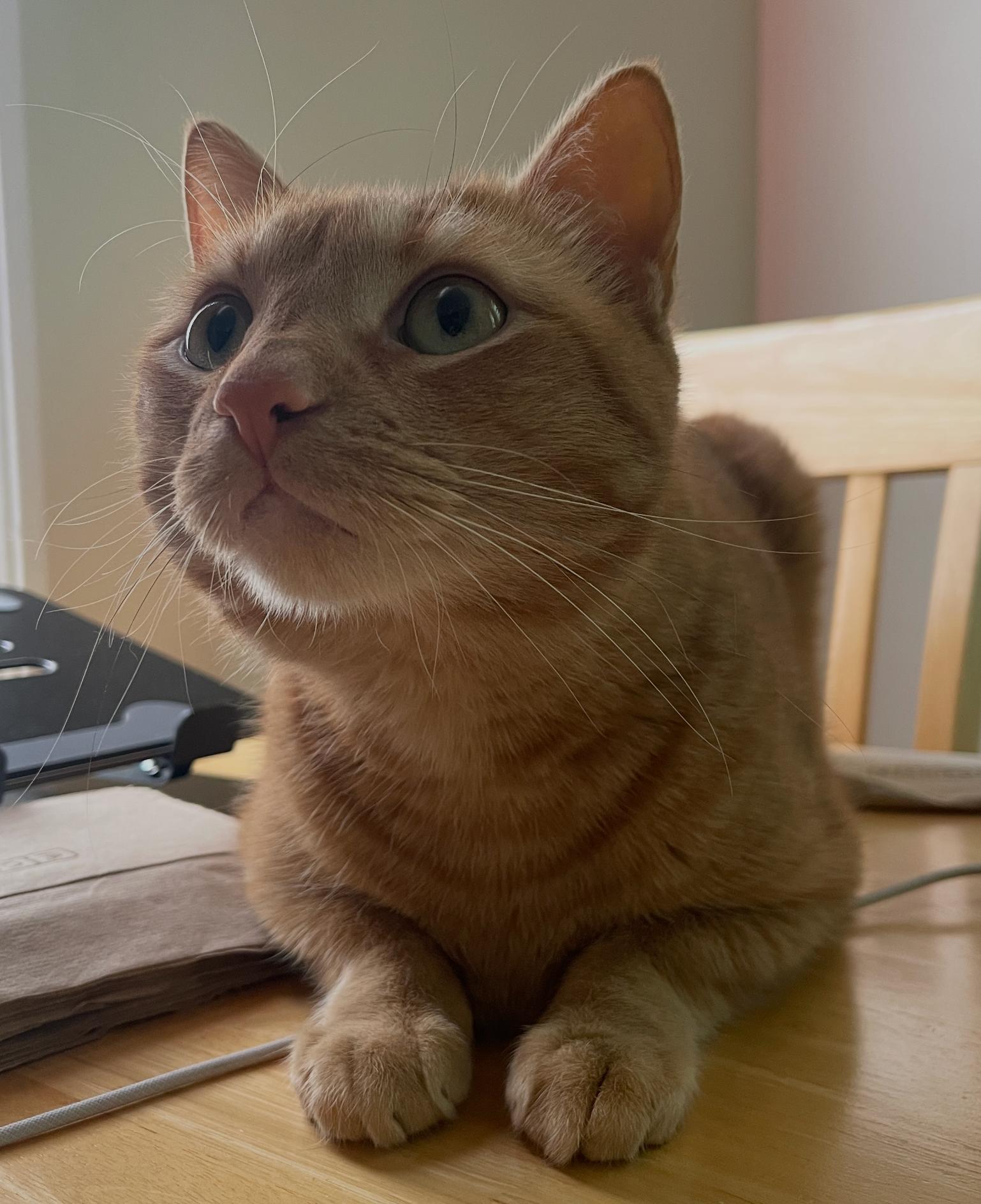 Ojinj, a ADOPTABLE Domestic Short Hair in Cambridge, MA image 2/5