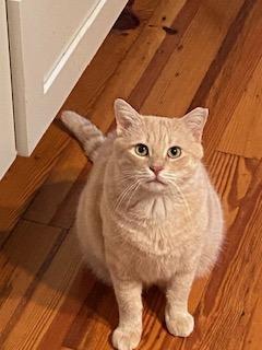 Enlarge Scotch IN FOSTER, a Adoptable Domestic Short Hair in New Orleans, LA image 3/3