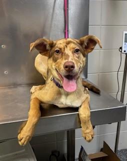Enlarge Nova, an adopted mixed breed in Paterson, NJ image 3/3