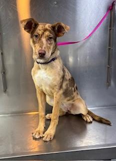 Enlarge Nova, an adopted mixed breed in Paterson, NJ image 1/3