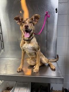 Enlarge Nova, an adopted mixed breed in Paterson, NJ image 2/3