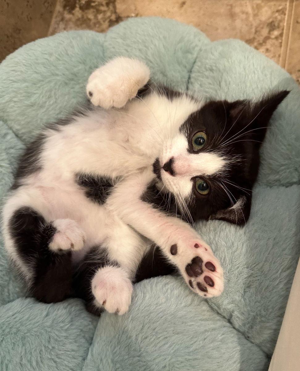 Buccaneer, Adopted, Kitten Male Domestic Short Hair.