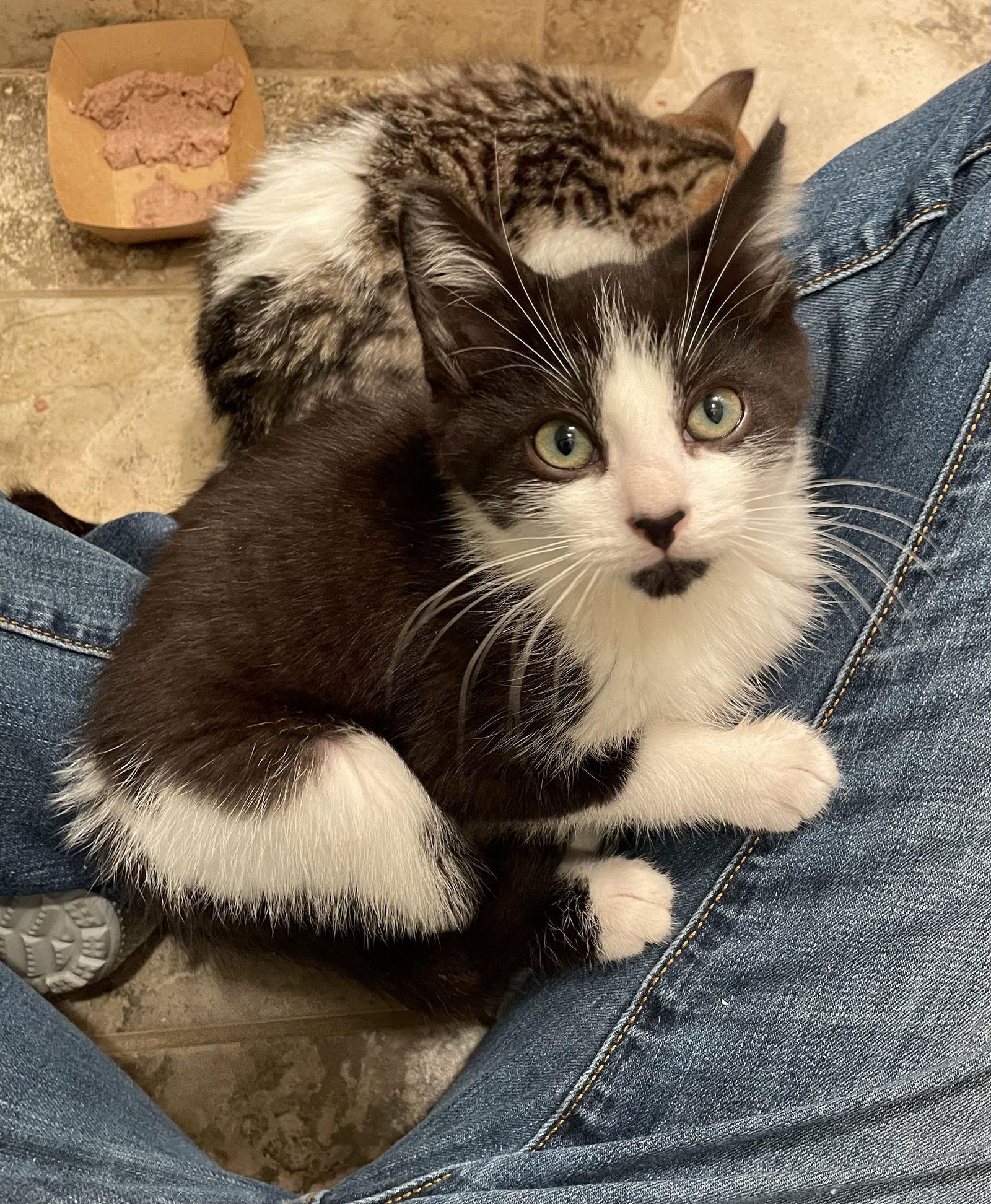 Enlarge Buccaneer, a Adopted Domestic Short Hair in Los Alamitos, CA image 3/3