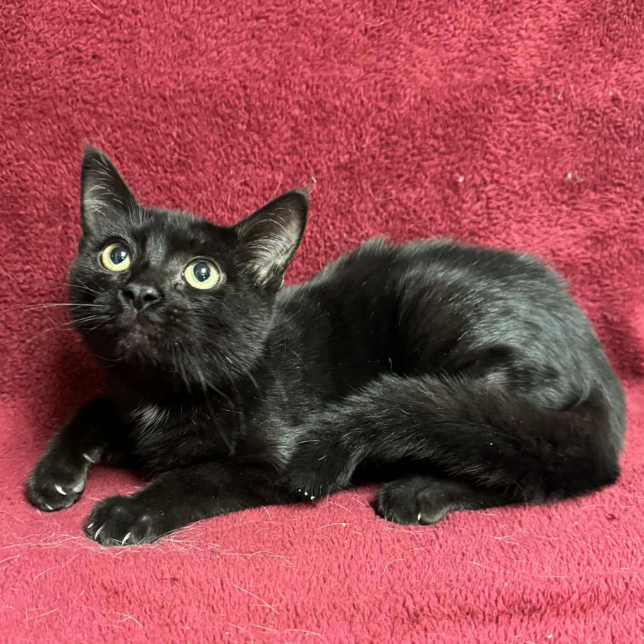 Enlarge Bart, an adoptable Domestic Short Hair in Waterloo, IA image 1/3