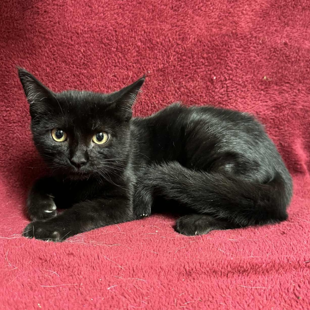 Enlarge Bart, an adoptable Domestic Short Hair in Waterloo, IA image 2/3