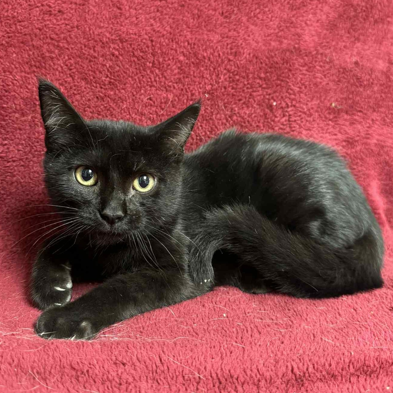 Enlarge Bart, an adoptable Domestic Short Hair in Waterloo, IA image 3/3