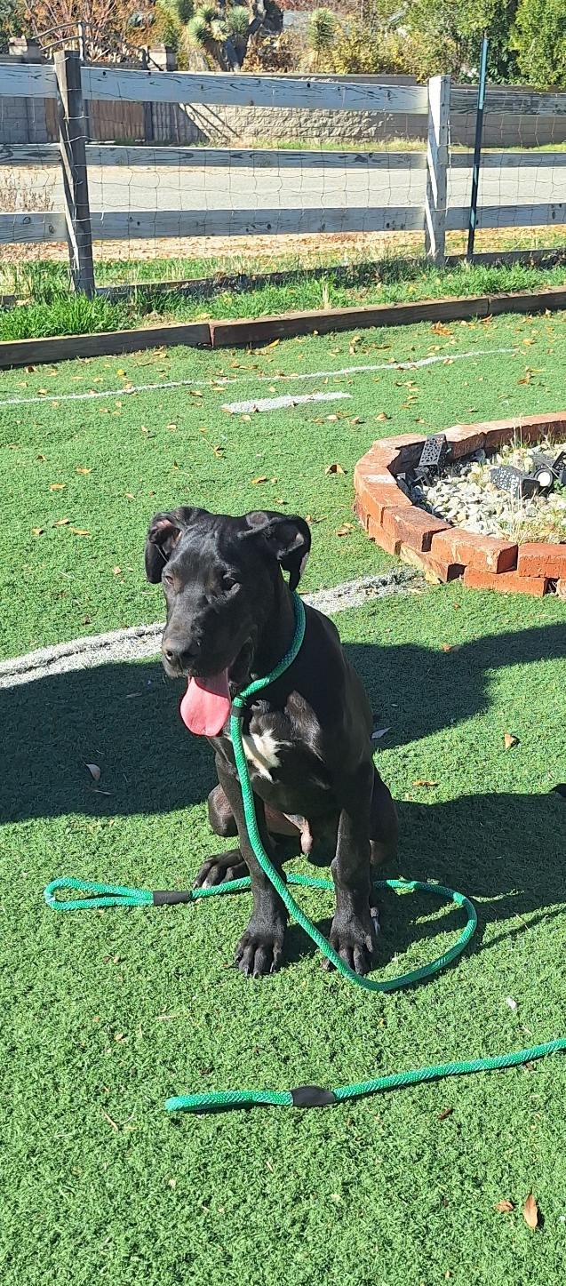 Echo, a Adoptable Great Dane in Los Angeles, CA image 1/2