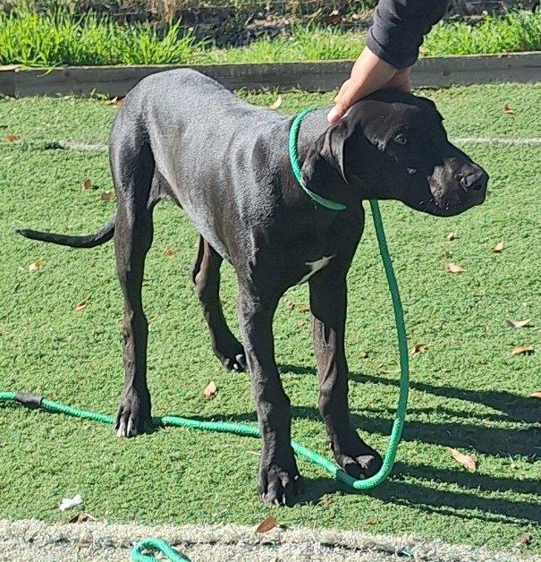 Echo, a Adoptable Great Dane in Los Angeles, CA image 2/2