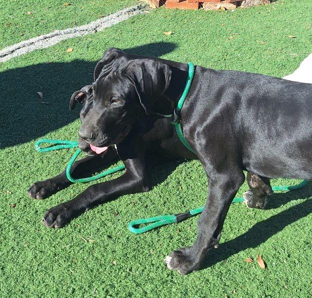 Enlarge Echo, a Adoptable Great Dane in Los Angeles, CA image 3/3