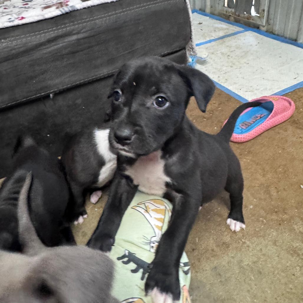 Enlarge Emory, a Adoptable mixed breed in Southington, CT image 3/4