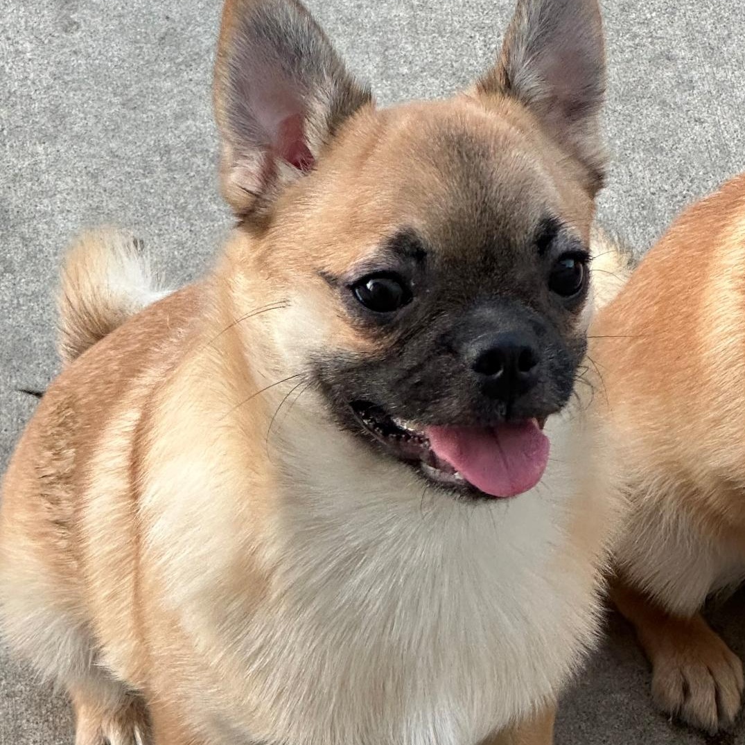 Enlarge Ollie, a ADOPTABLE mixed breed in Seal Beach, CA image 3/5